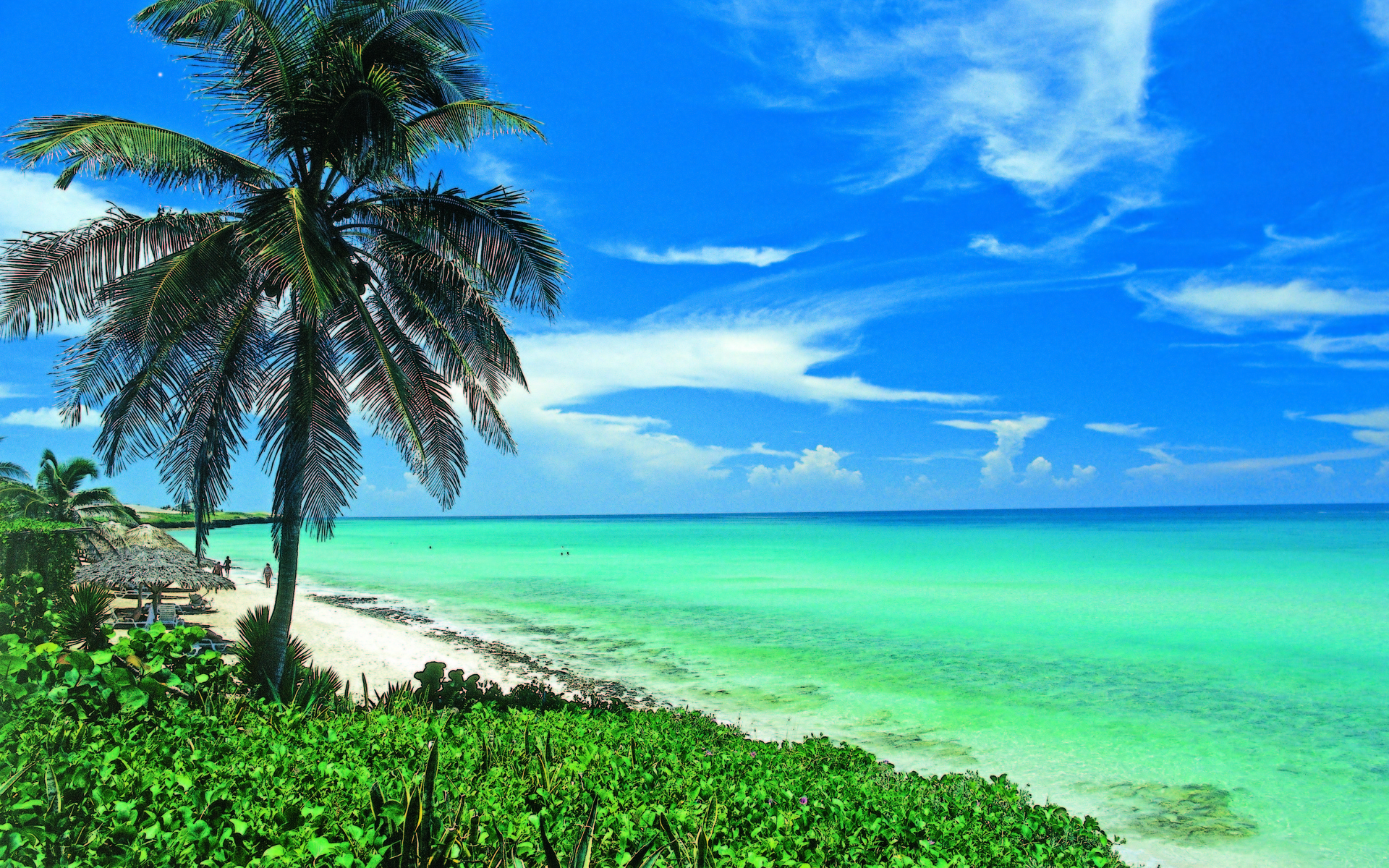Earth Beach Cuba Palm Tree Ocean Sea Turquoise Horizon 1920x1200