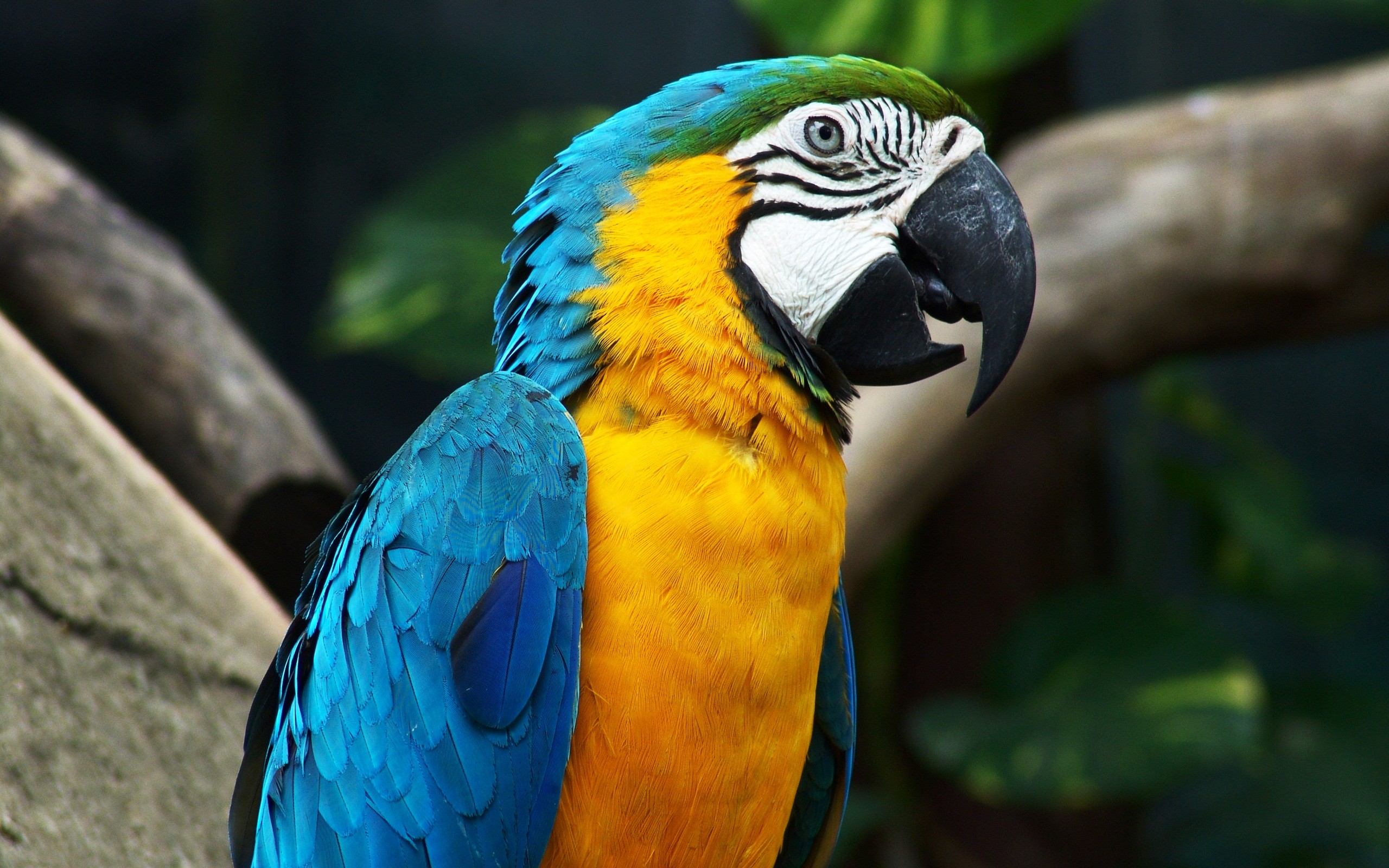 Macaws Colorful Blue Orange Beak Feathers Animals 2560x1600