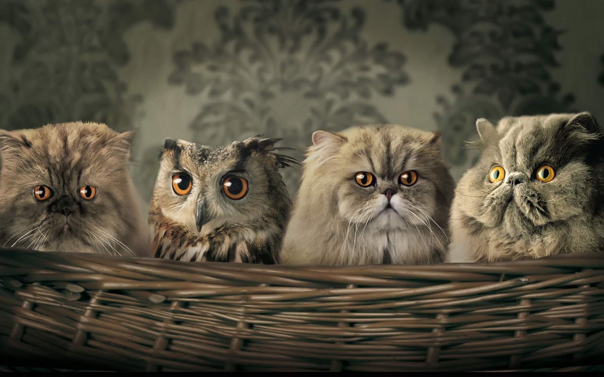 Animals Cats Owl Baskets Hiding Camouflage Yellow Eyes 1920x1200