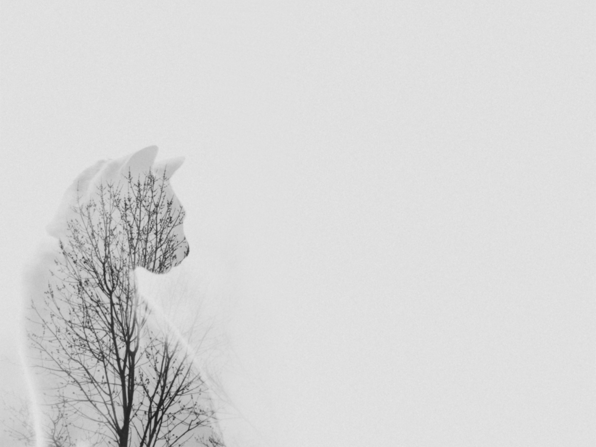 Trees Branch Cats Double Exposure Minimalism 2000x1500