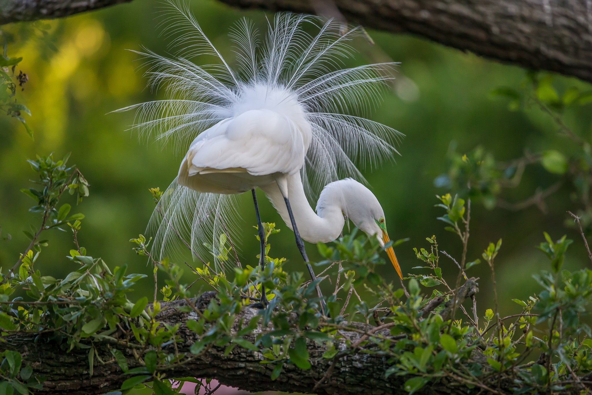 Animals Nature Birds Egret 2048x1365