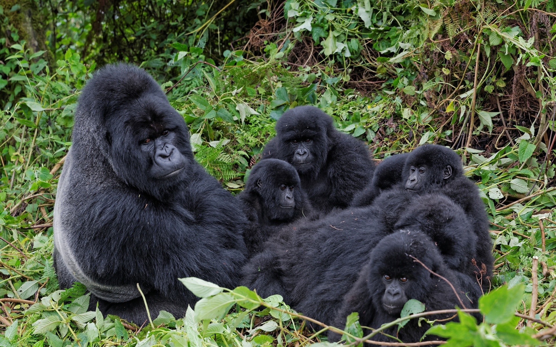 Apes Gorillas Animals Families 1920x1200