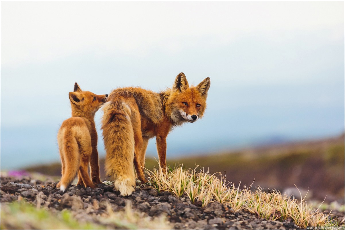 Kamchatka Fox Baby Animals Animals 1202x802