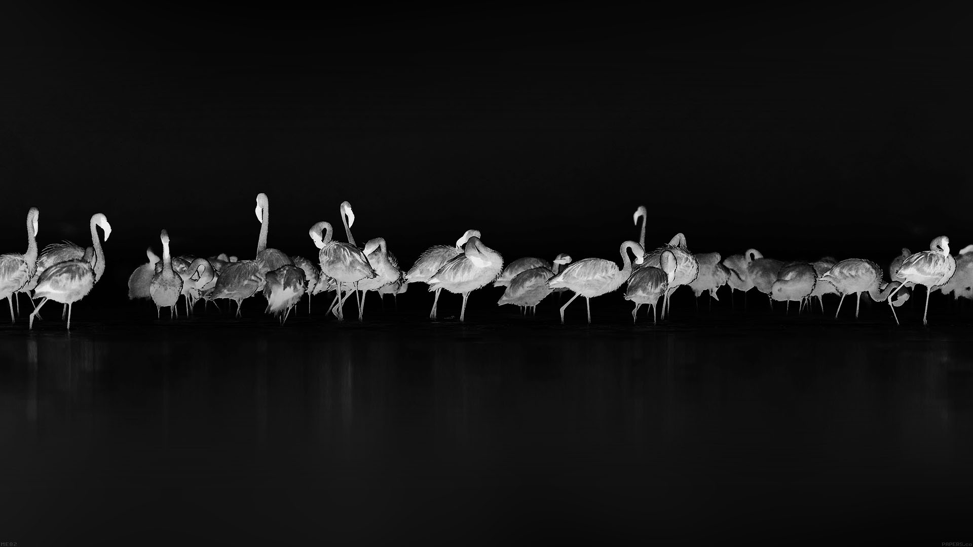 Flamingos Monochrome Animals Birds 1920x1080
