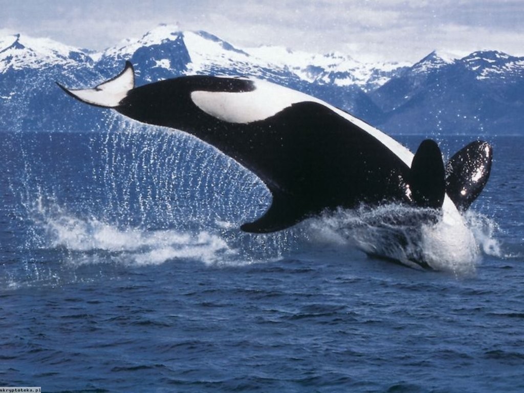 Orca Sea Water Whale Animals 1024x768