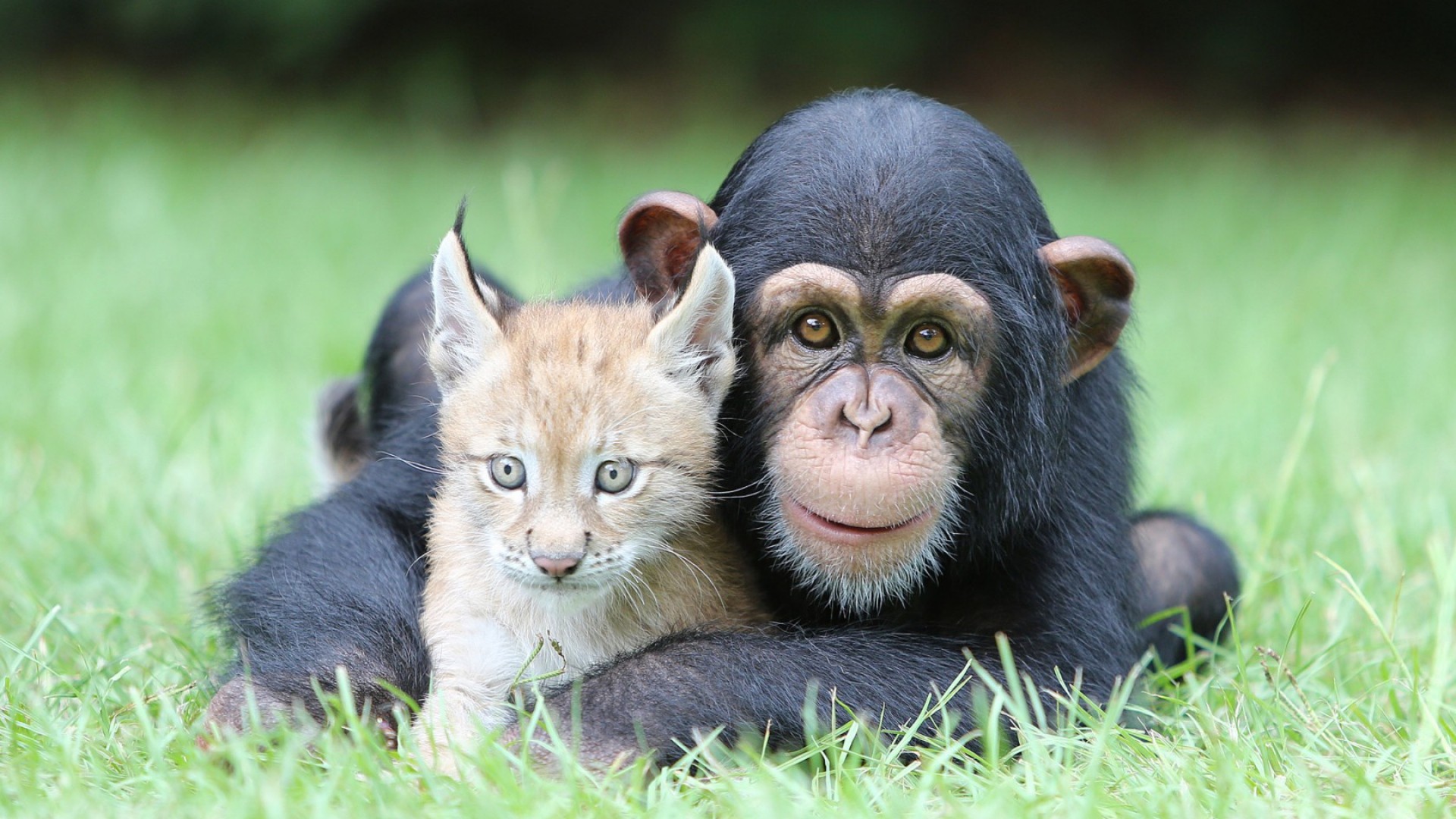 Chimpanzees Lynx Animals Nature Baby Animals Face Looking At Viewer Grass 1920x1080