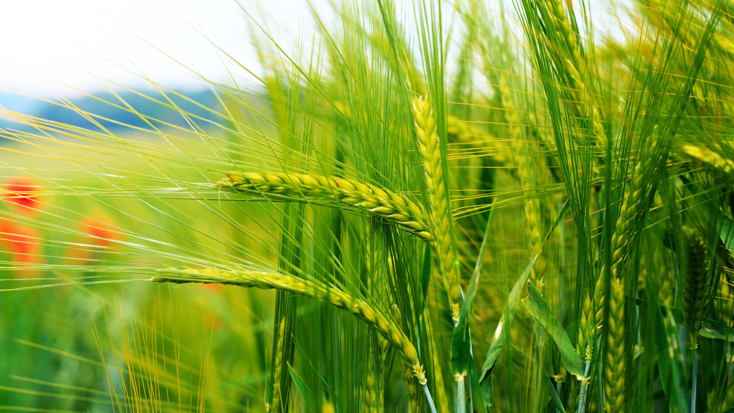 Wheat Nature Spikelets Outdoors 2560x1440
