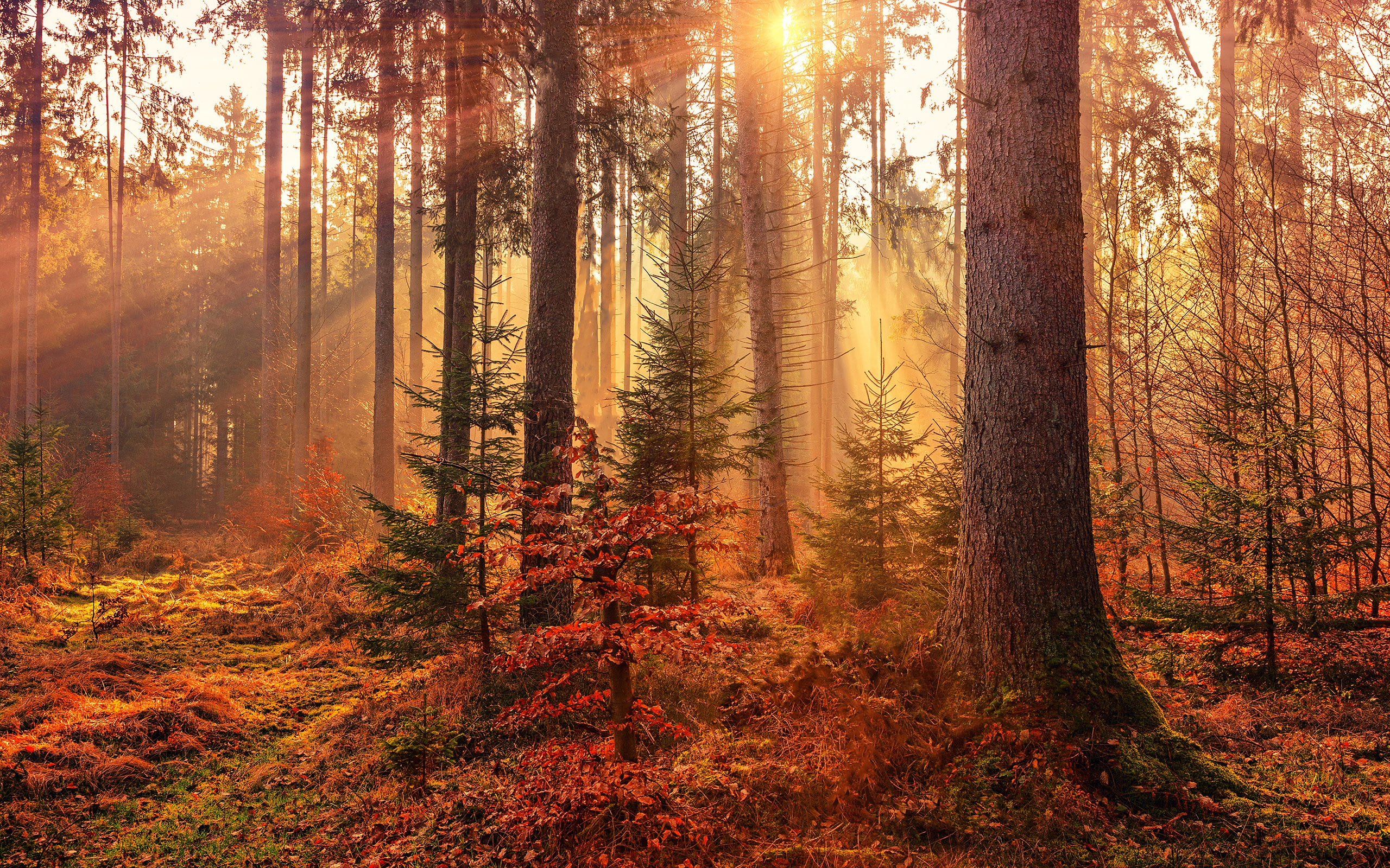 Landscape Sunset Forest Trees Leaves Nature Plants Overgrown Deep Forest 2560x1600