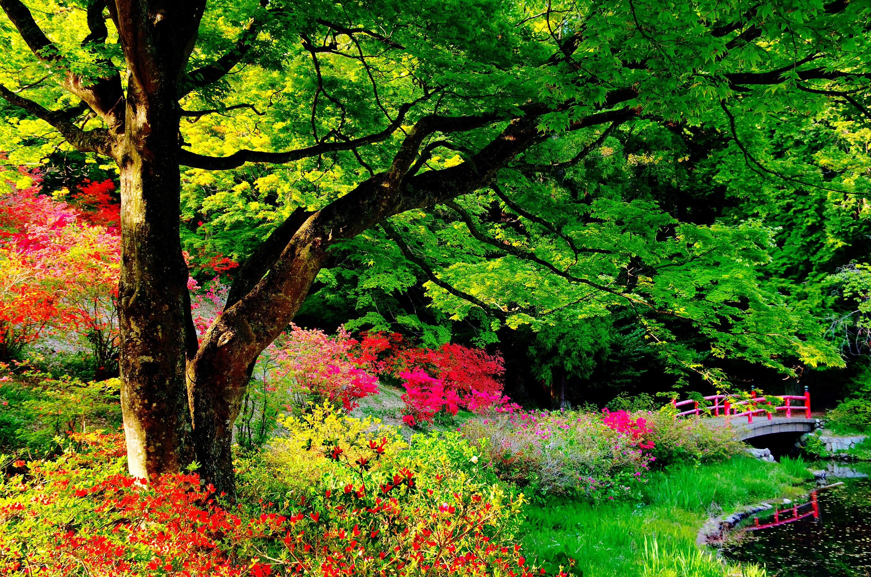 Japanese Garden Garden Bridge Leaf Tree Flower Shrub Colorful 2920x1934