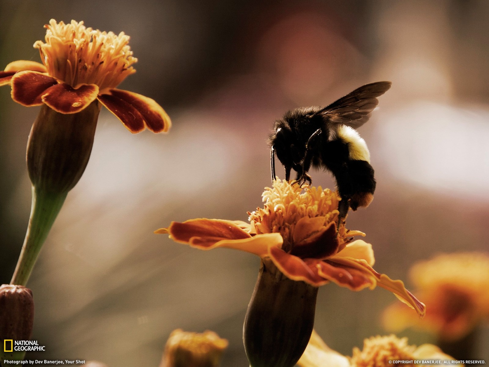 Bumblebees Bees Flowers National Geographic Marigolds 1600x1200
