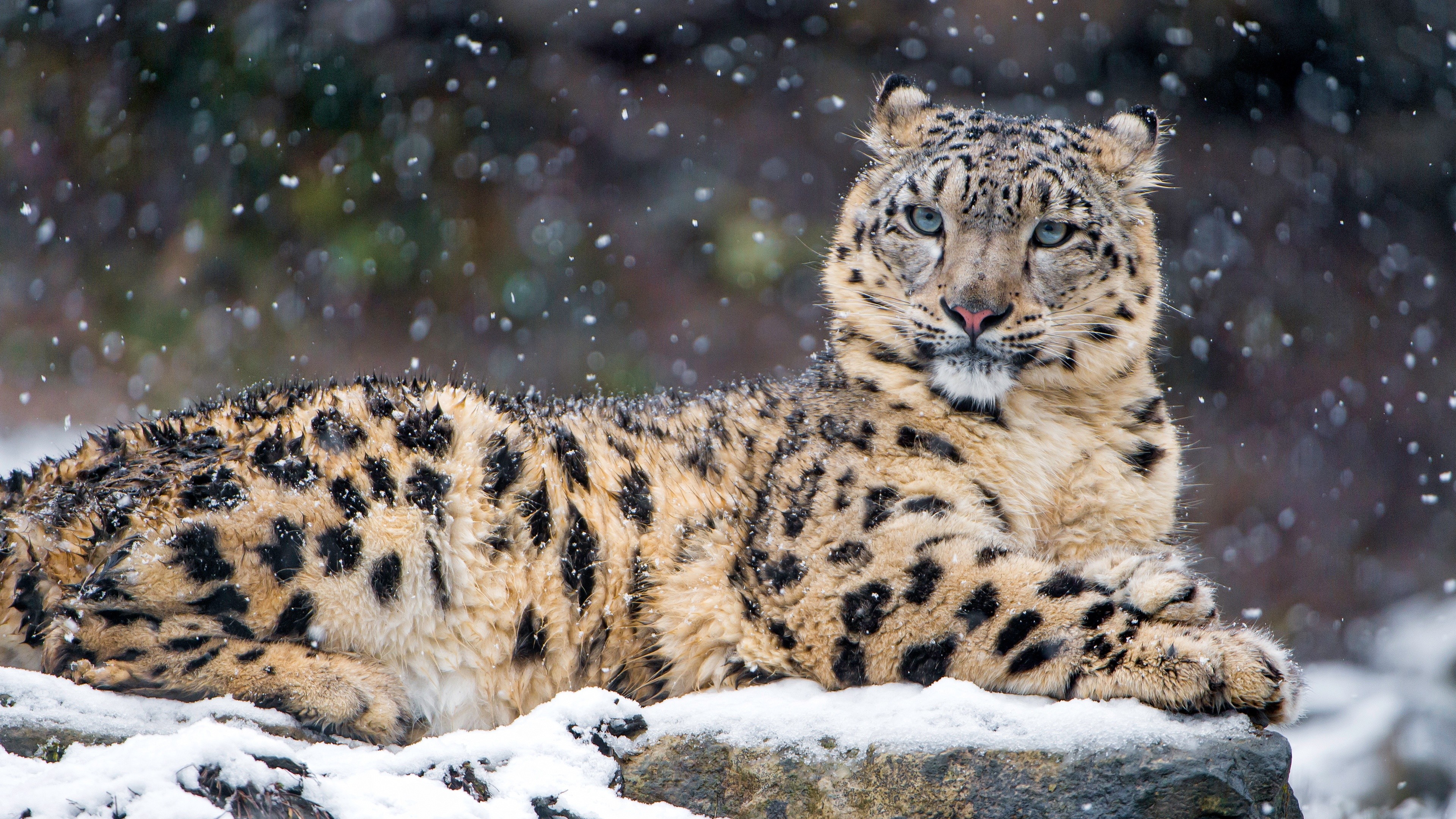 Animals Snow Leopards Leopard 3840x2160