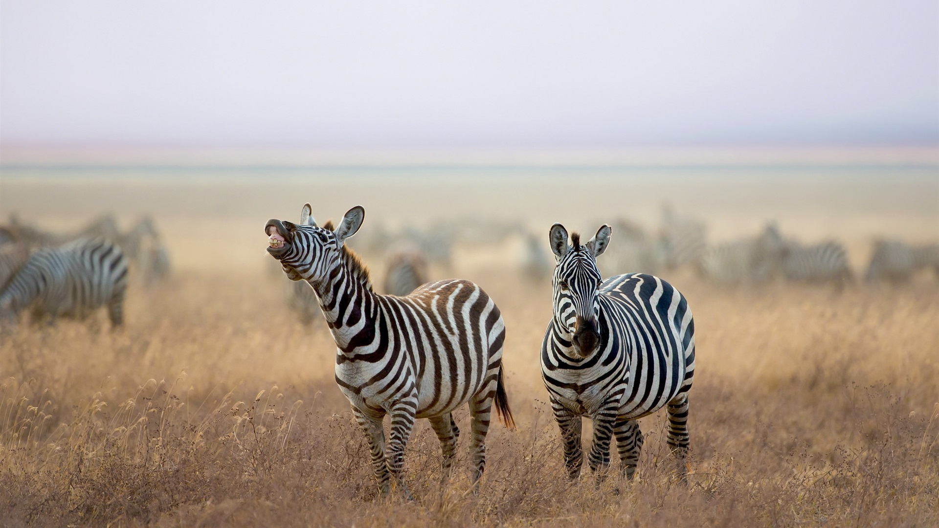 Field Landscape Nature Crops Zebras Animals Mammals 1920x1080