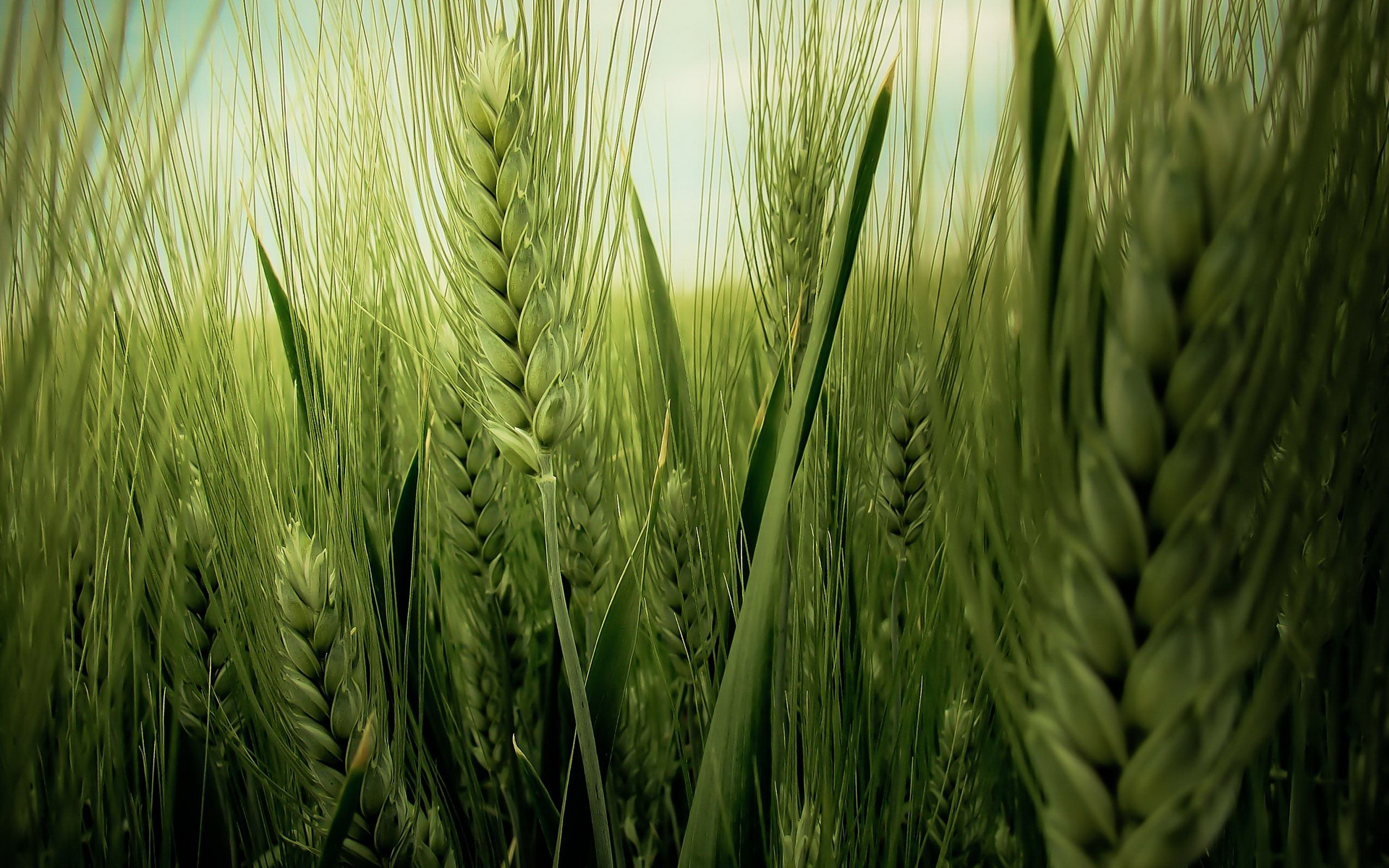 Earth Cornfield 1920x1200