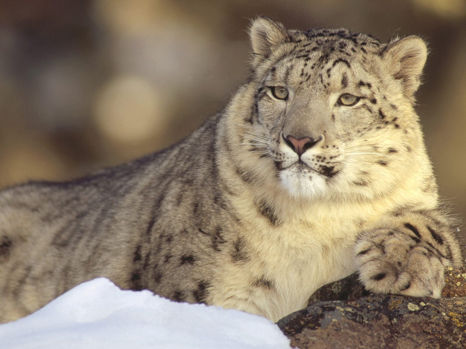 Snow Leopards Leopard Animal Animals Mammals Wildlife 1600x1200