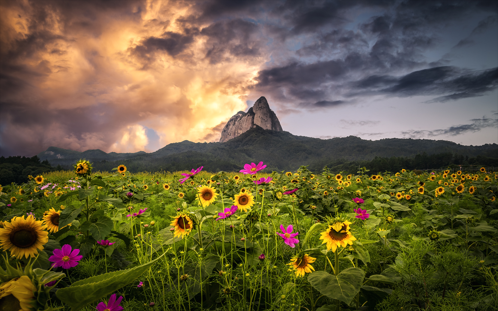 Mountains Forest Sunflowers Yellow Flowers Pink Flowers Plants Flowers Clouds Monsoon Landscape Natu 1600x1000