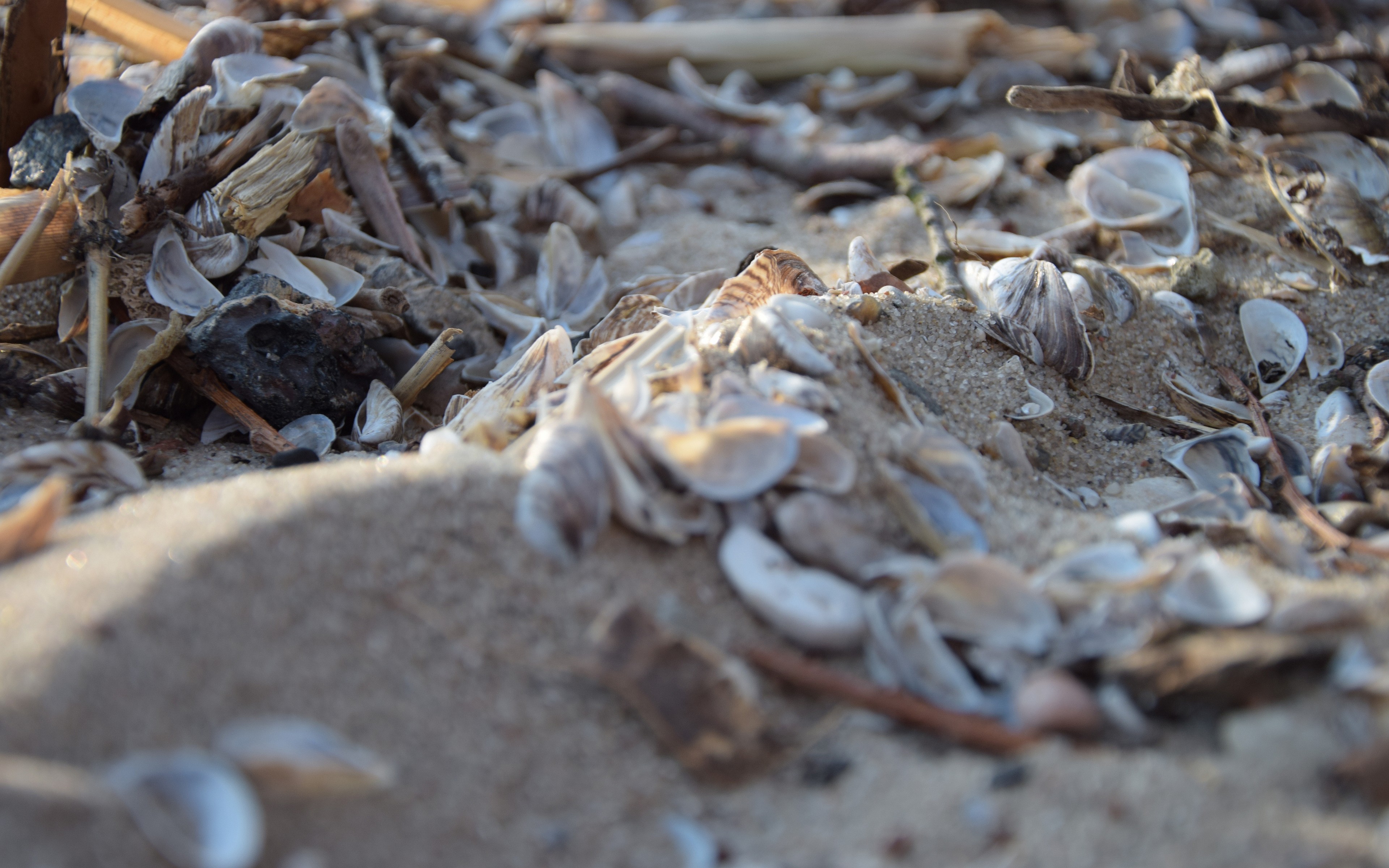 Depth Of Field Macro Beach Sand Seashell Ground 3840x2400