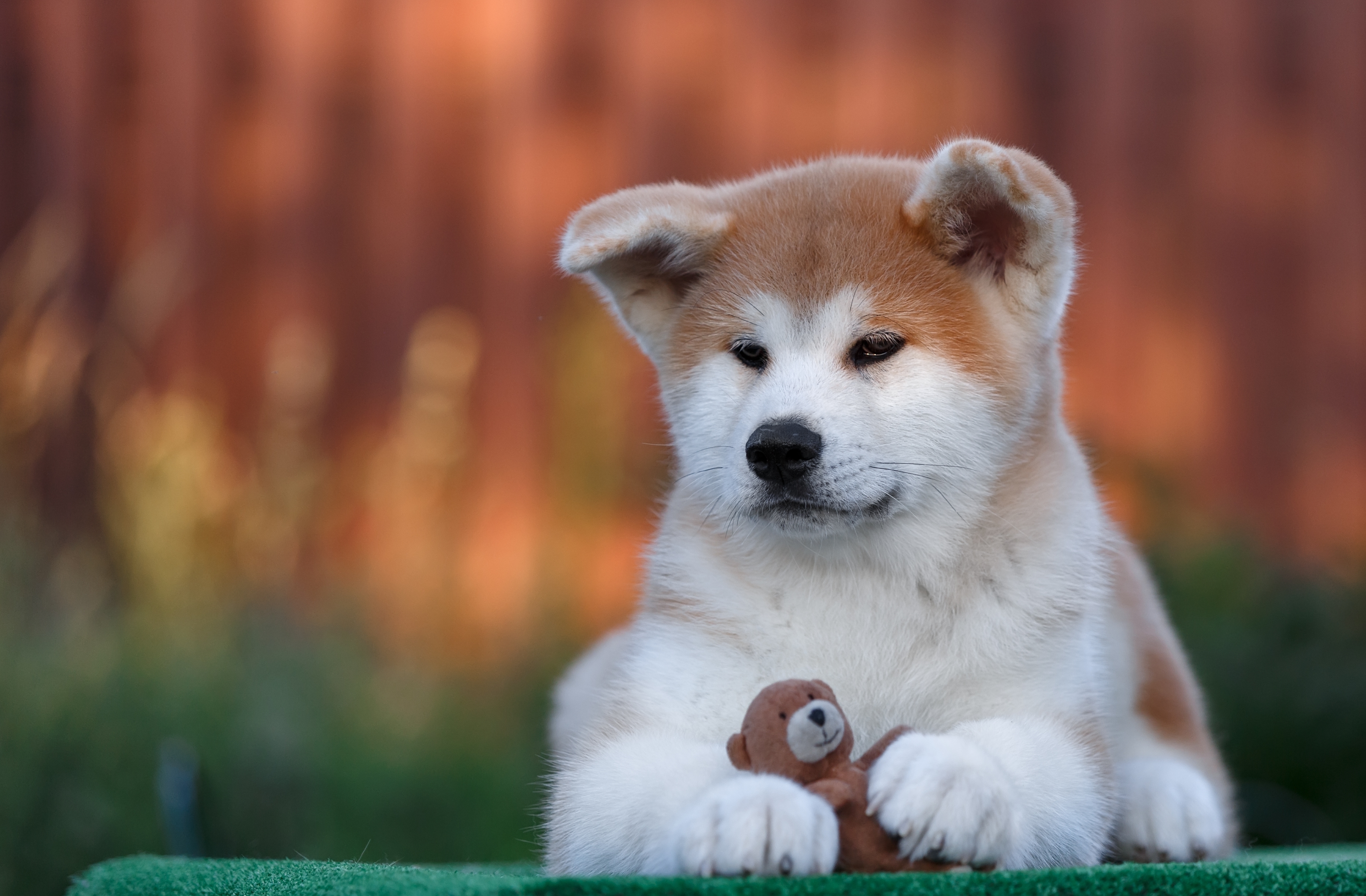 Akita Dog Puppy Baby Animal 3600x2361