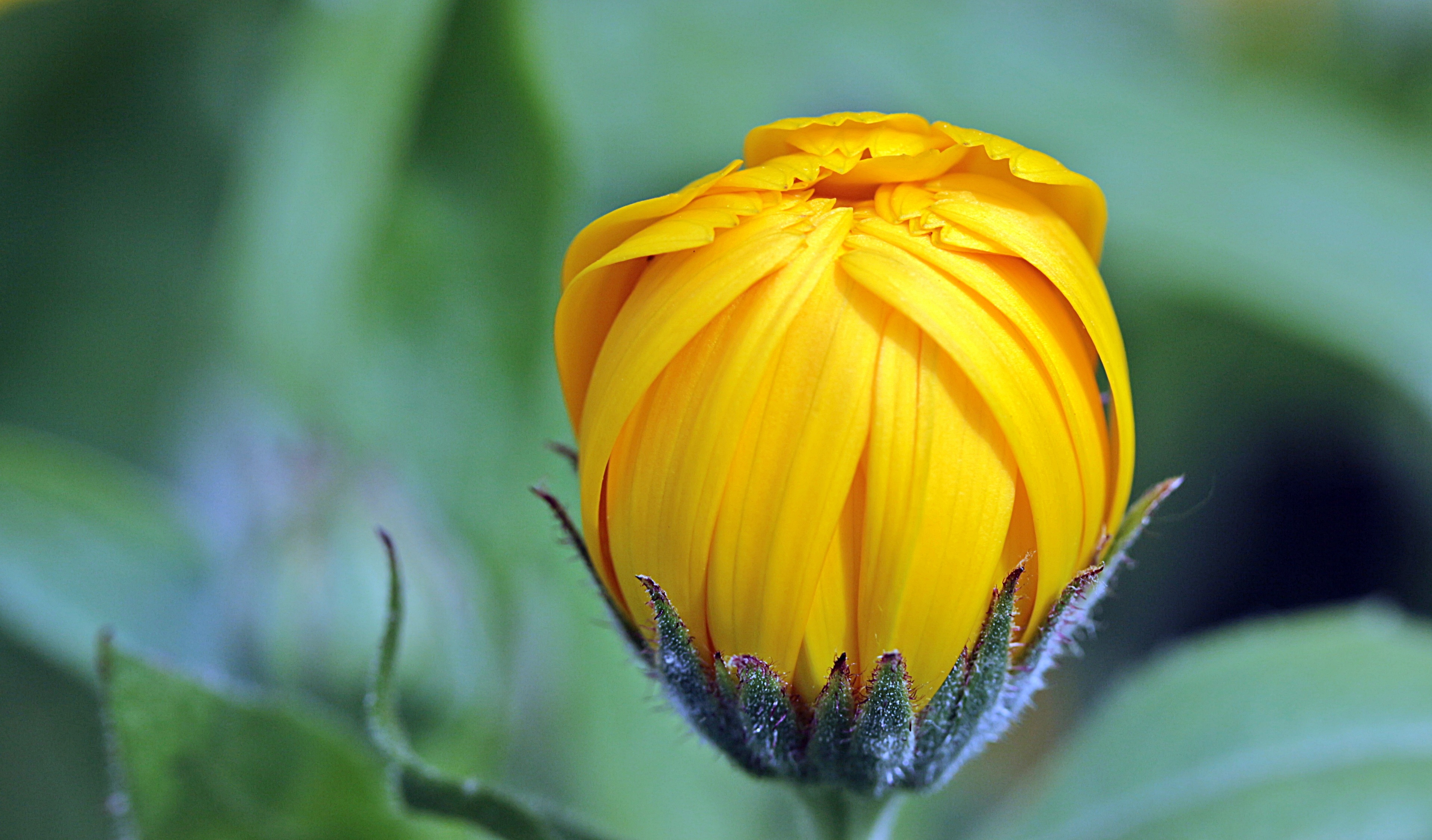 Marigold Close Up Flower Nature Yellow Flower 3837x2251