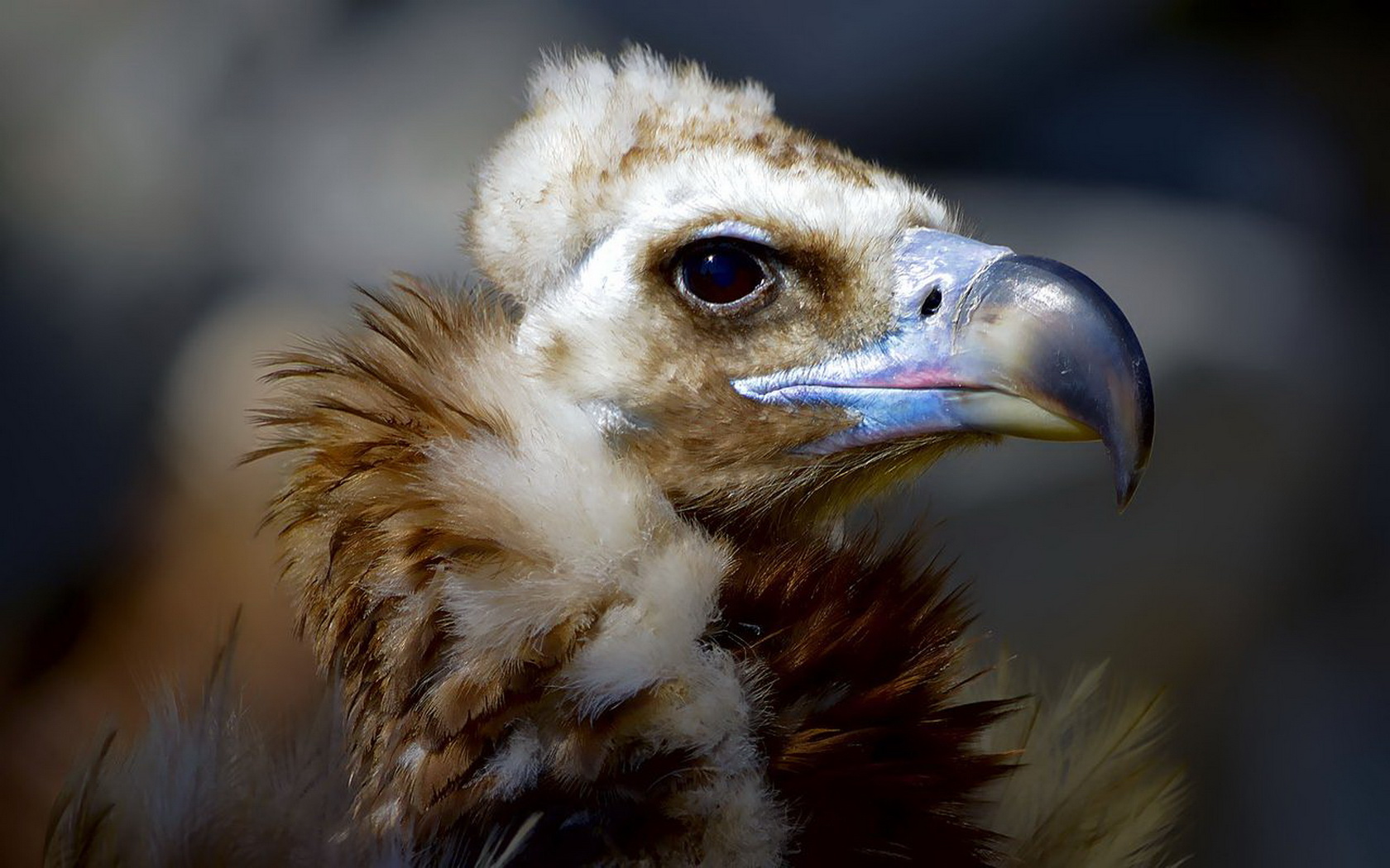 Animal Vulture 1680x1050