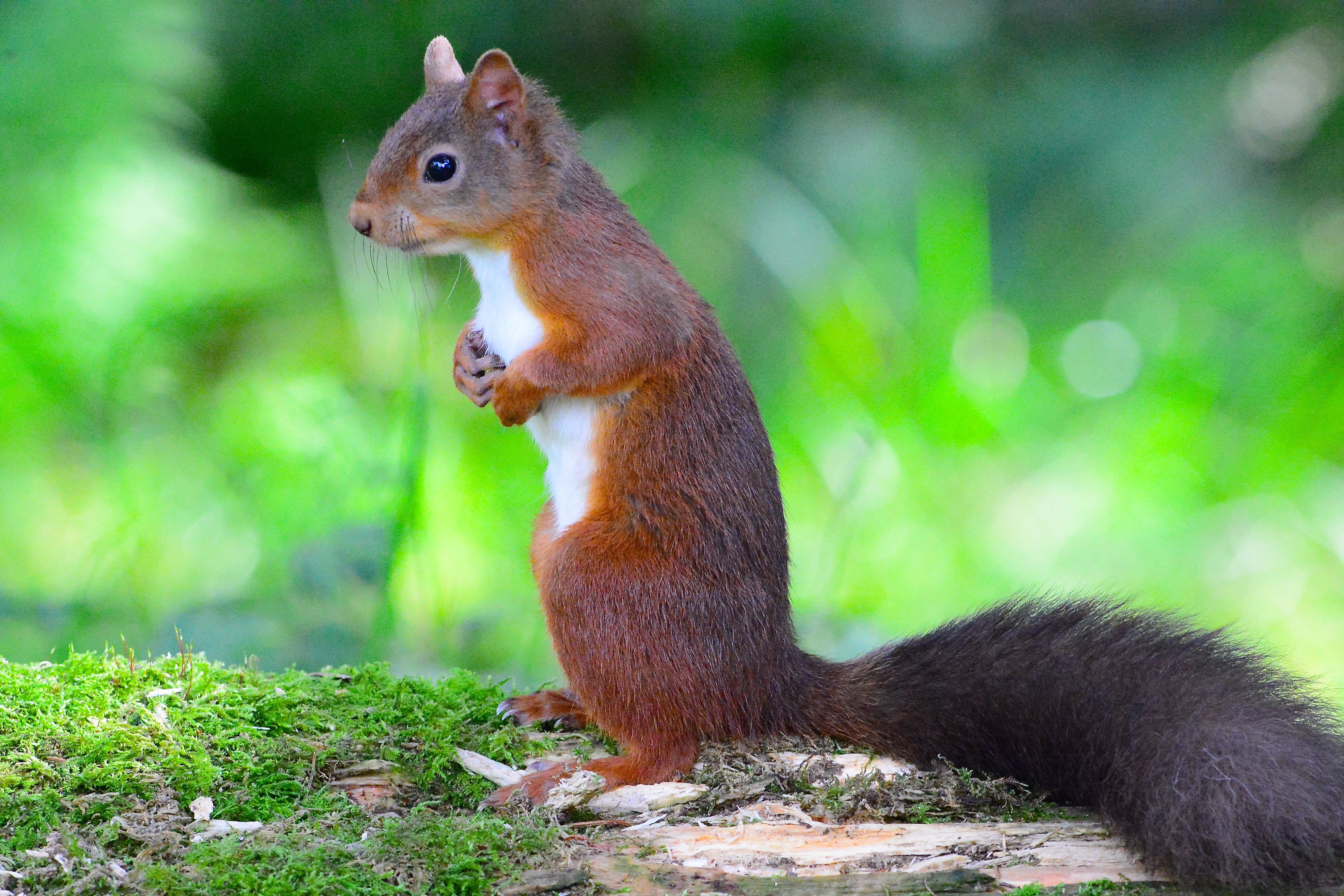 Animal Red Squirrel 4800x3200