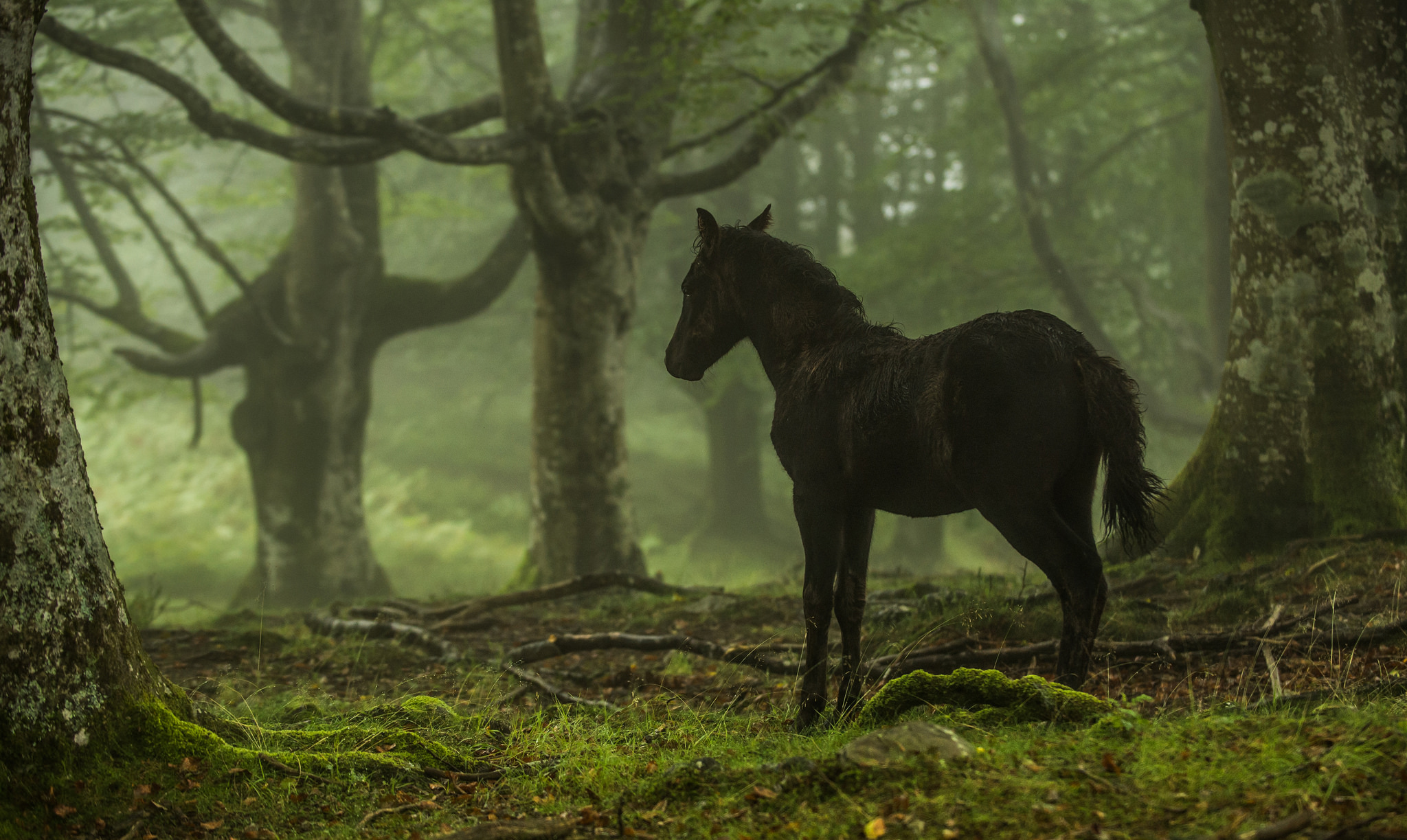 Horse Forest Pony 2048x1223