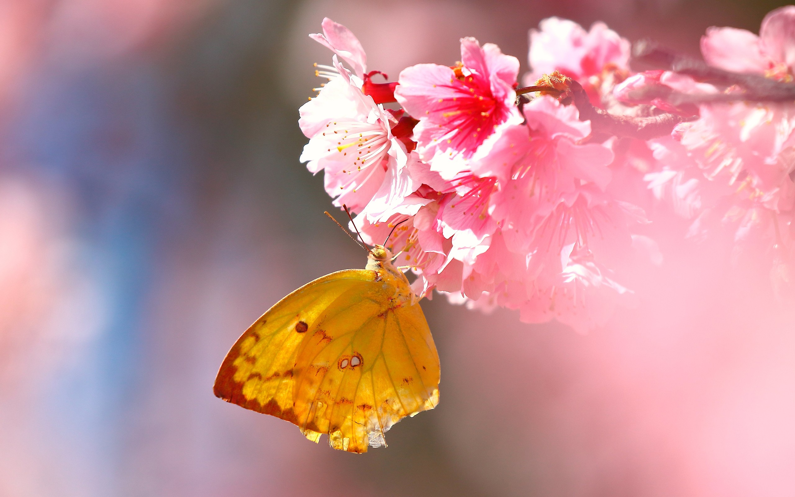 Lepidoptera Flowers Macro Pink 2560x1600
