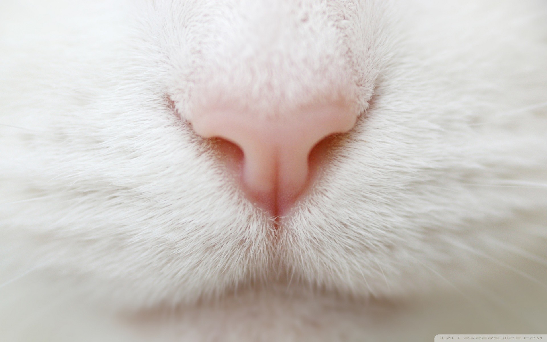 Animals Cats Mammals Frontal View Closeup Nose Watermarked Fur 1920x1200