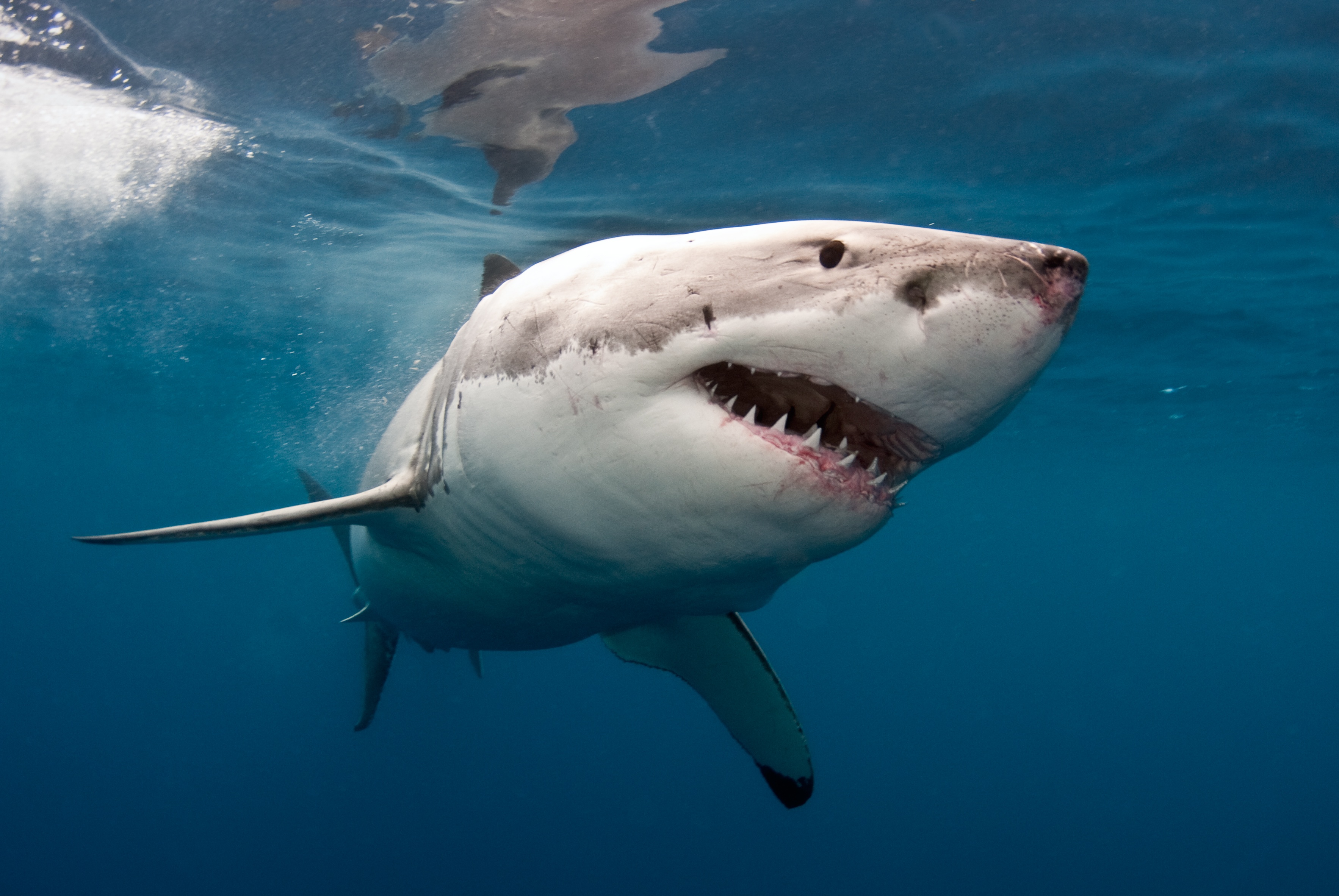 Animal Great White Shark 3533x2366