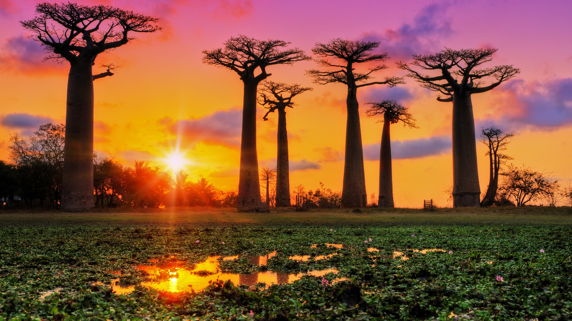 Nature Landscape Far View Trees Plants Lake Water Lotus Sunset Clouds Sky Sun Rays Baobab Trees Baob 1920x1080