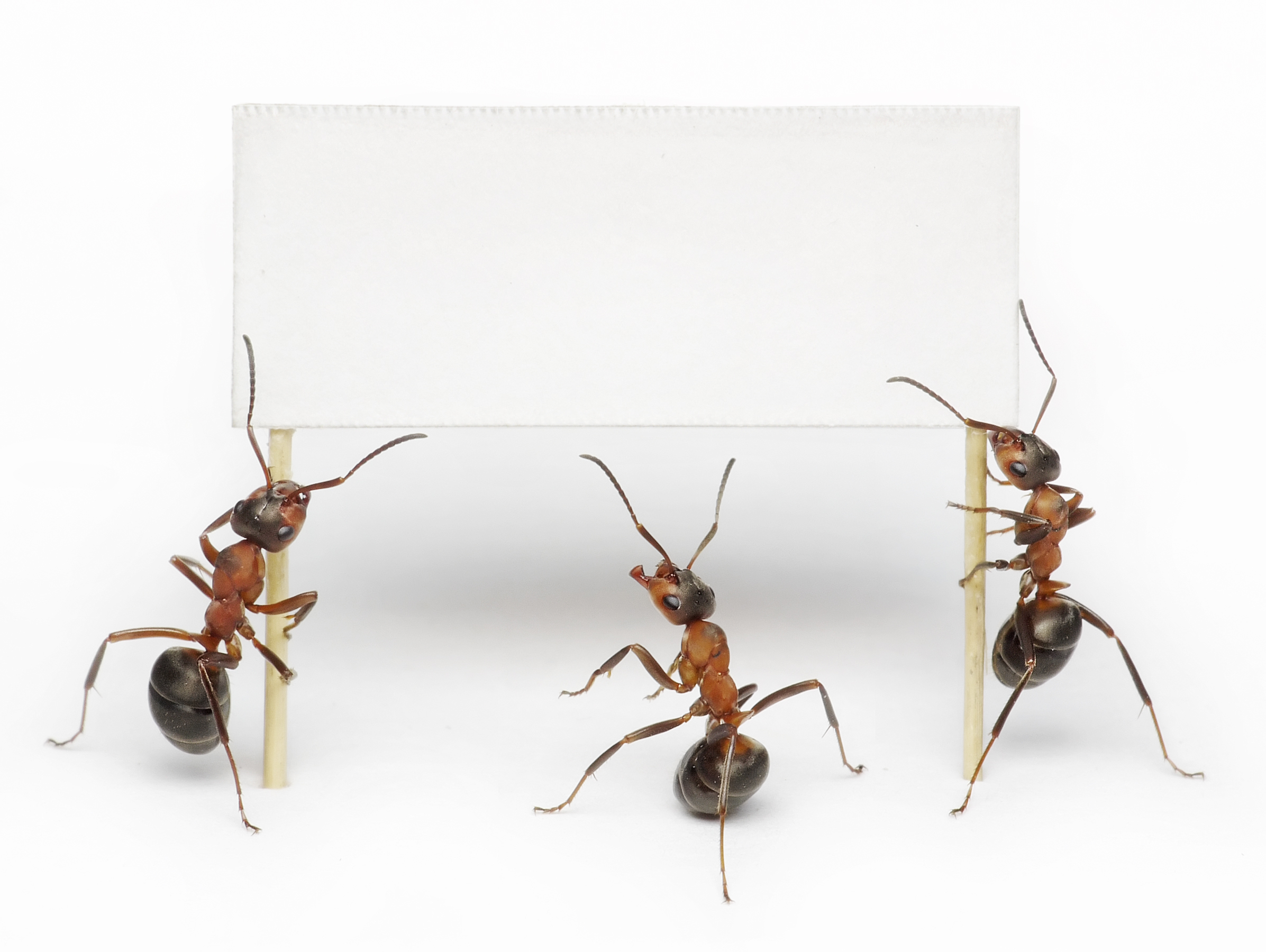 Ants Insect Animals 2393x1800