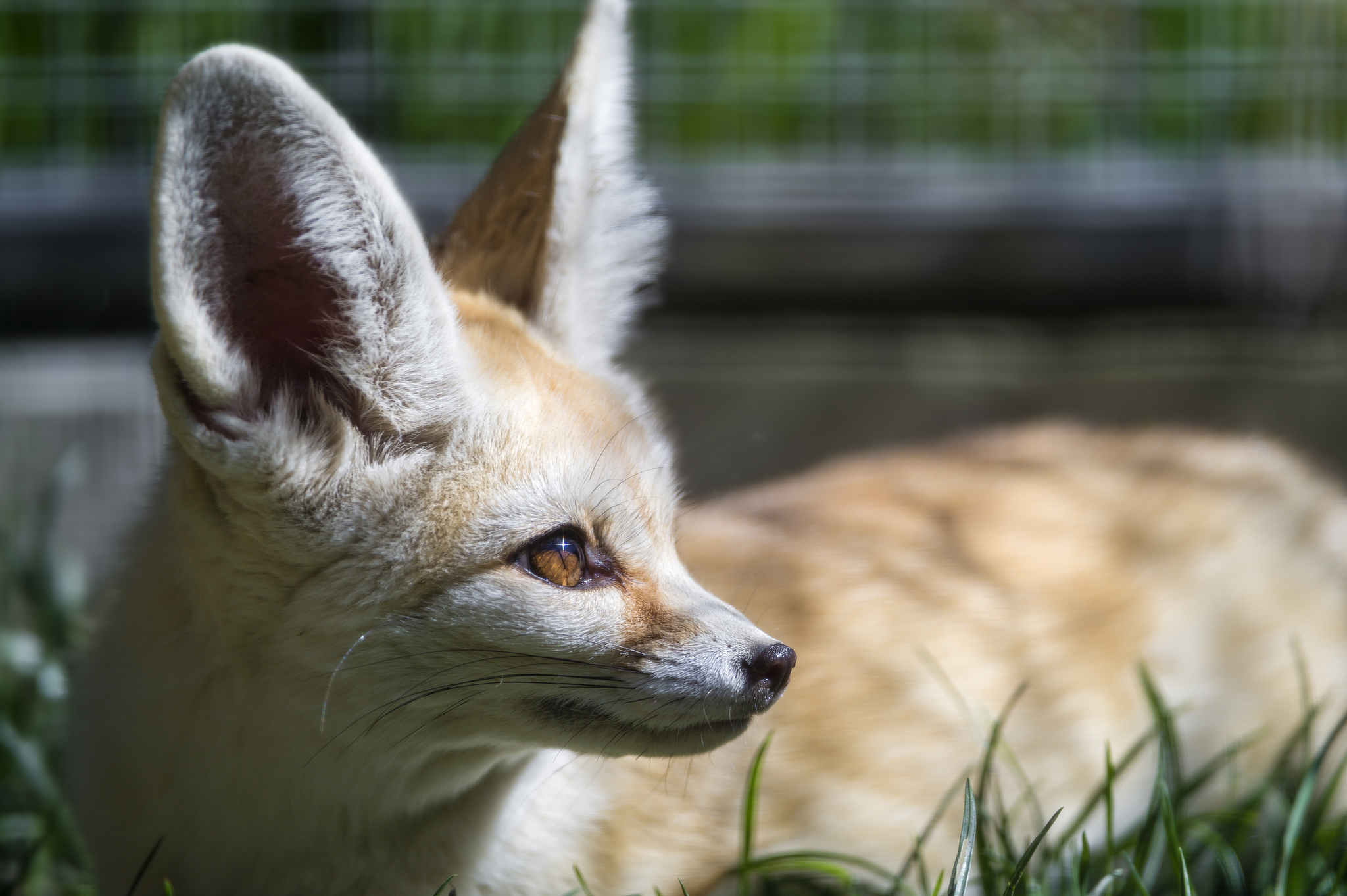 Fennec Fox Wildlife 2048x1363