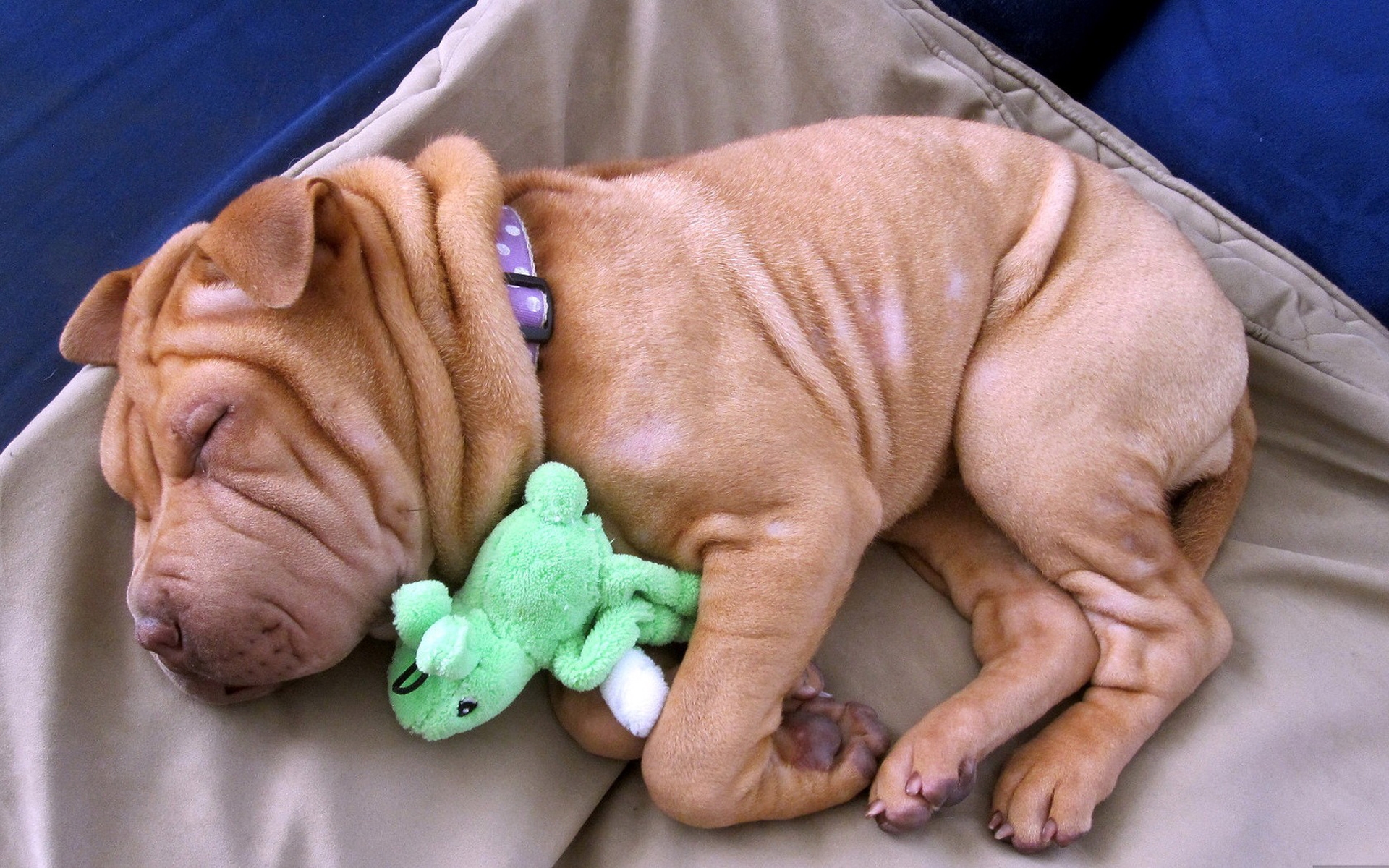 Animal Shar Pei 1920x1200