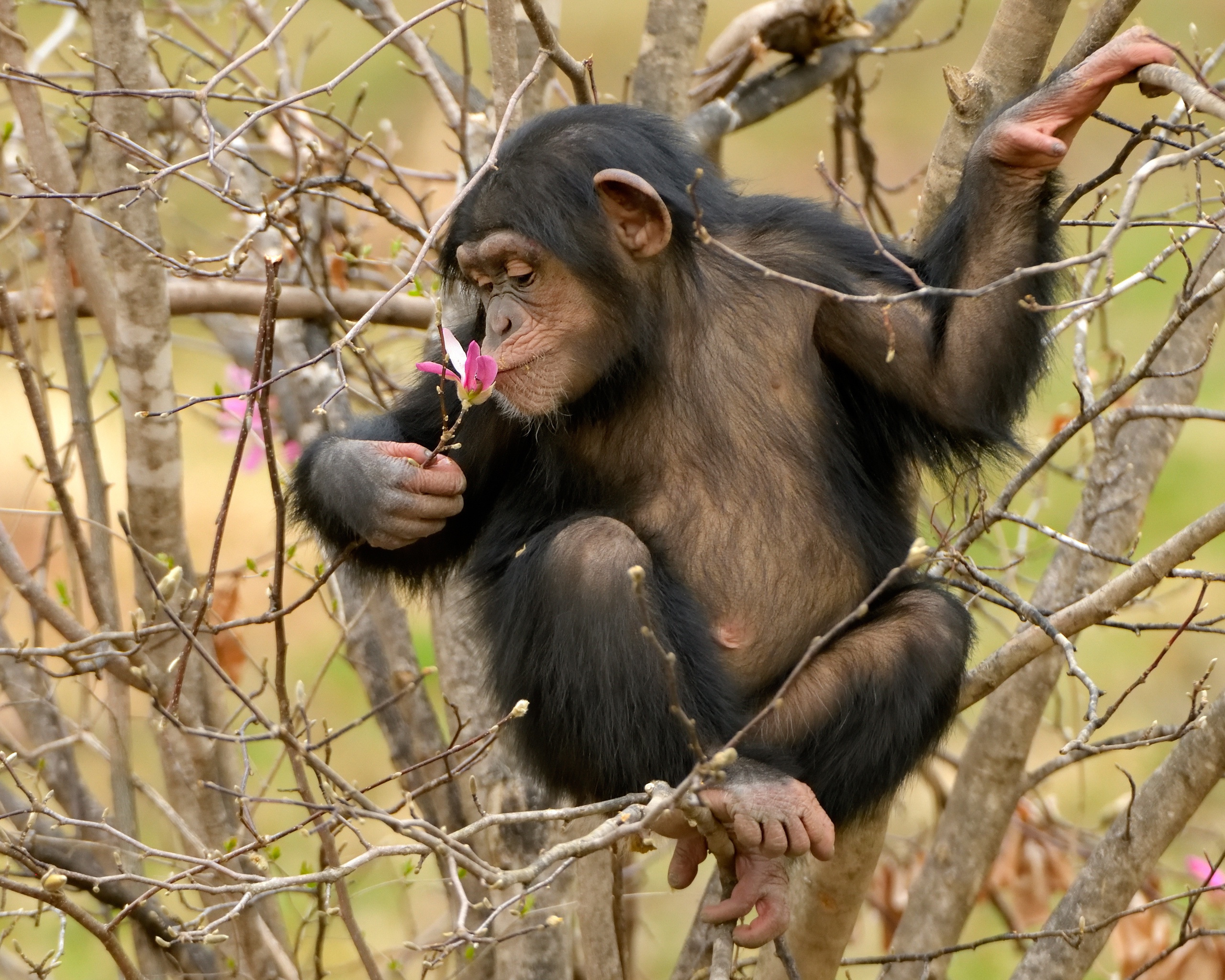 Apes Animals Chimpanzees Trees 2560x2048