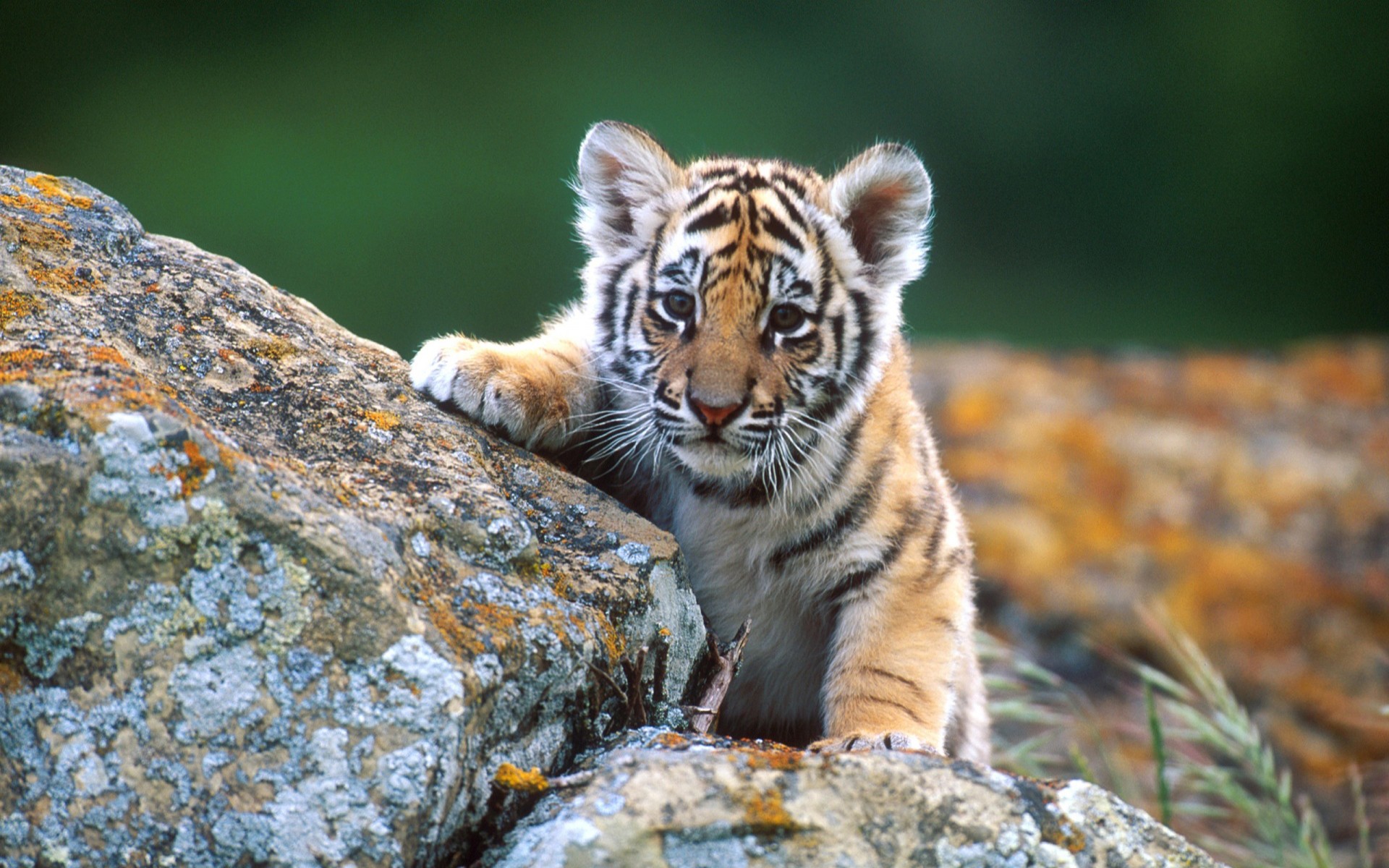 Animals Tiger Cubs 1920x1200