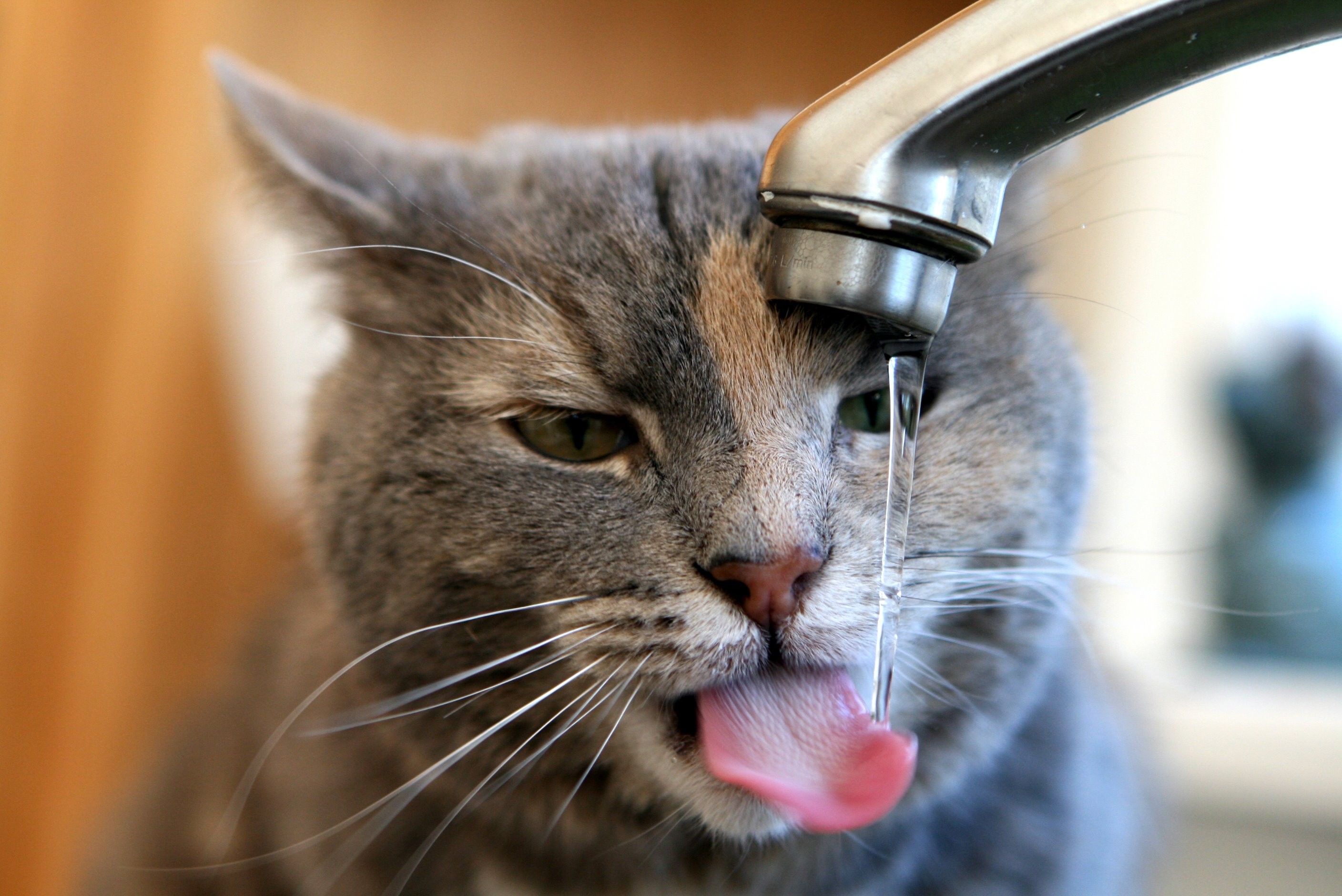 Drink Water Faucets Animals Tongues Cats 2816x1880