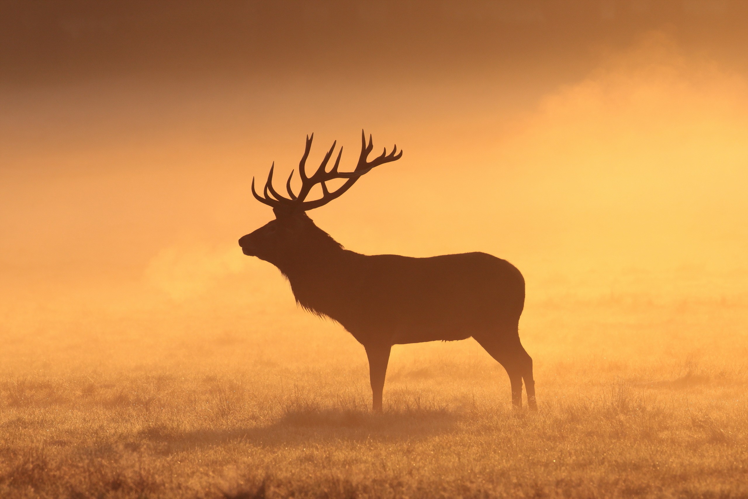 Deer Animals Mammals Stags Silhouette Grass Field Orange Elk Morning 2560x1707