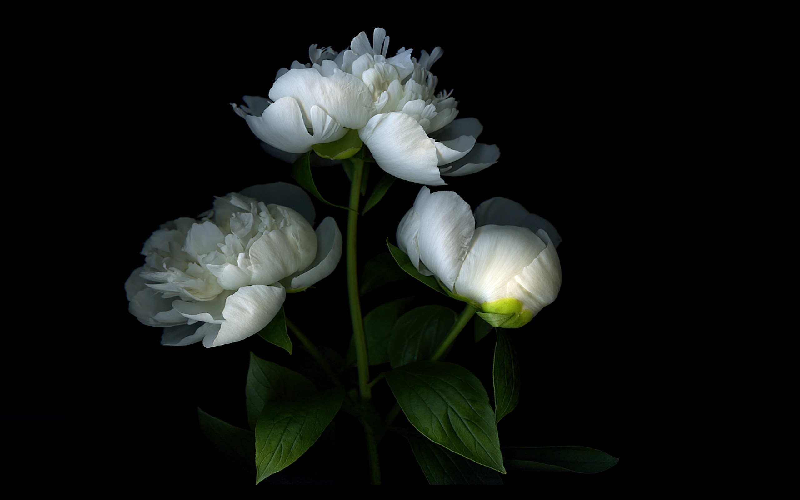 Earth Flower Peony White Flower 2560x1600