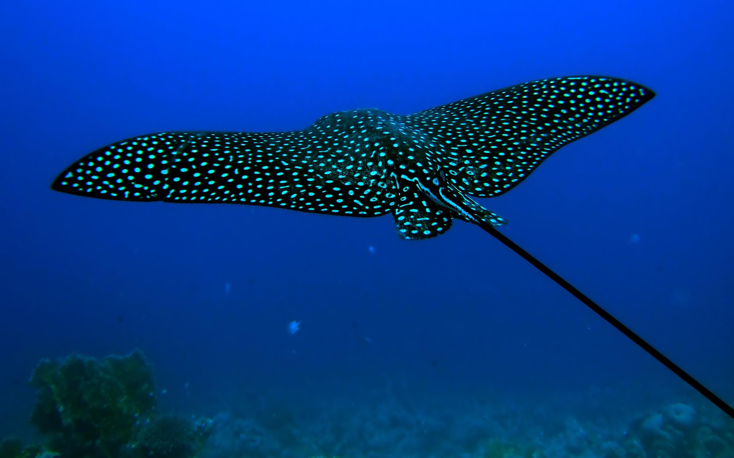 Underwater Animals Stingray 2560x1600