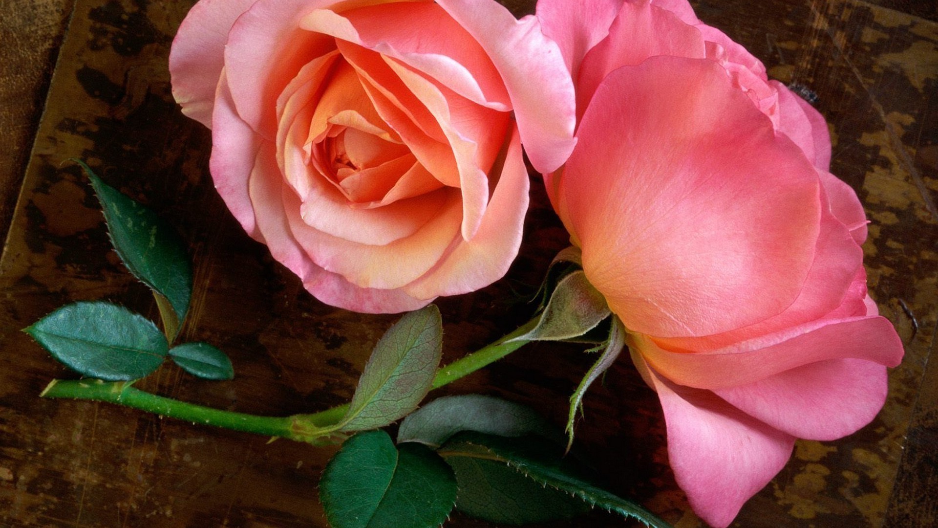 Flower Rose Stem Pink Flower 1920x1080