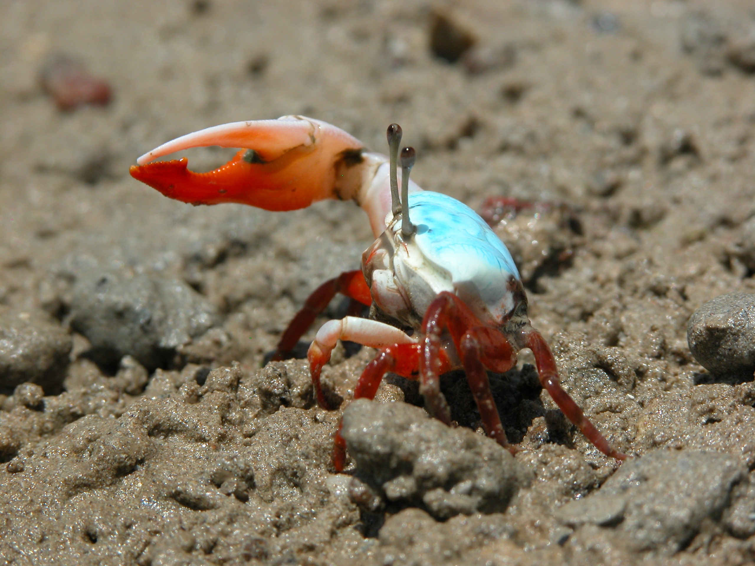 Animal Fiddler Crab 2560x1920