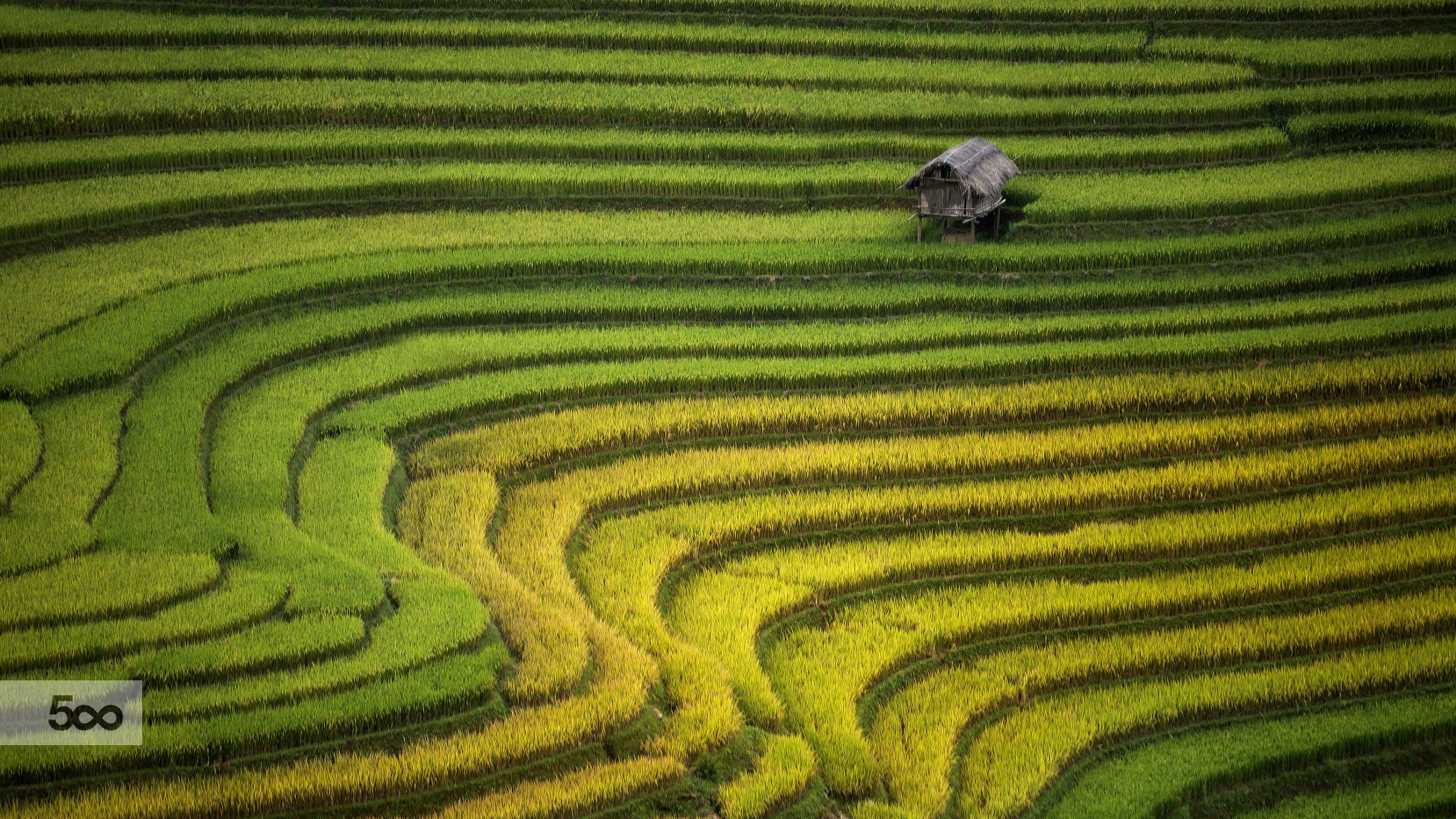 Landscape Rice Paddy Cabin Asia 2048x1152