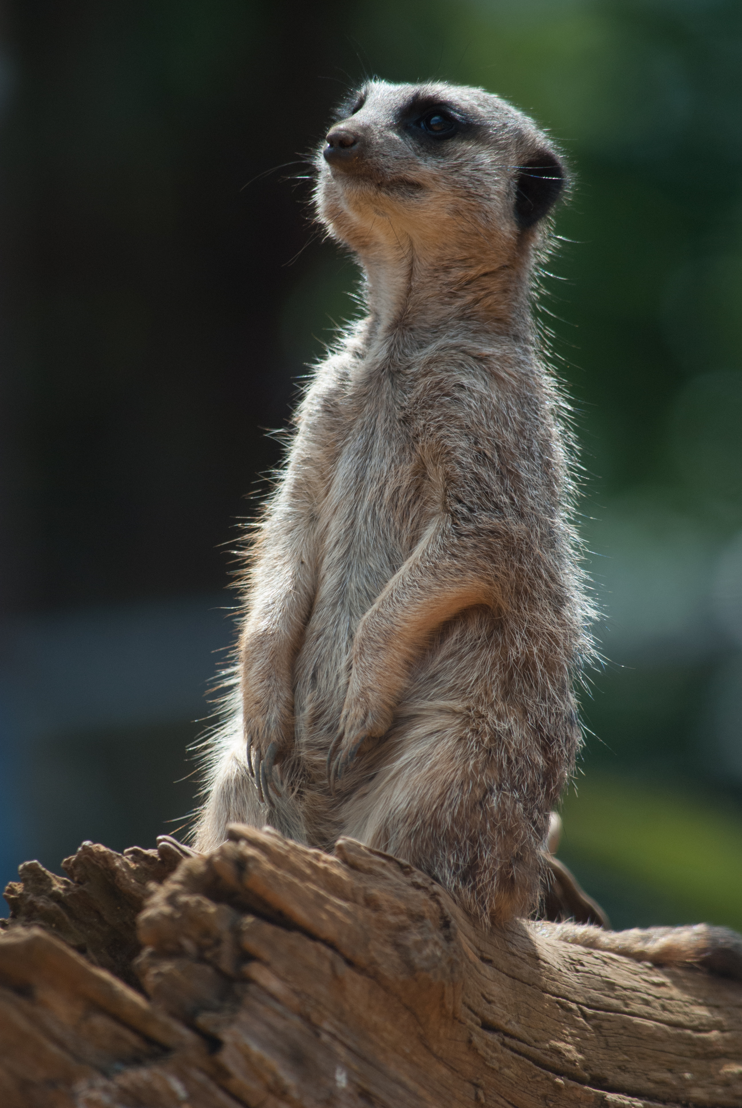 Animals Meerkats Nature 2592x3872