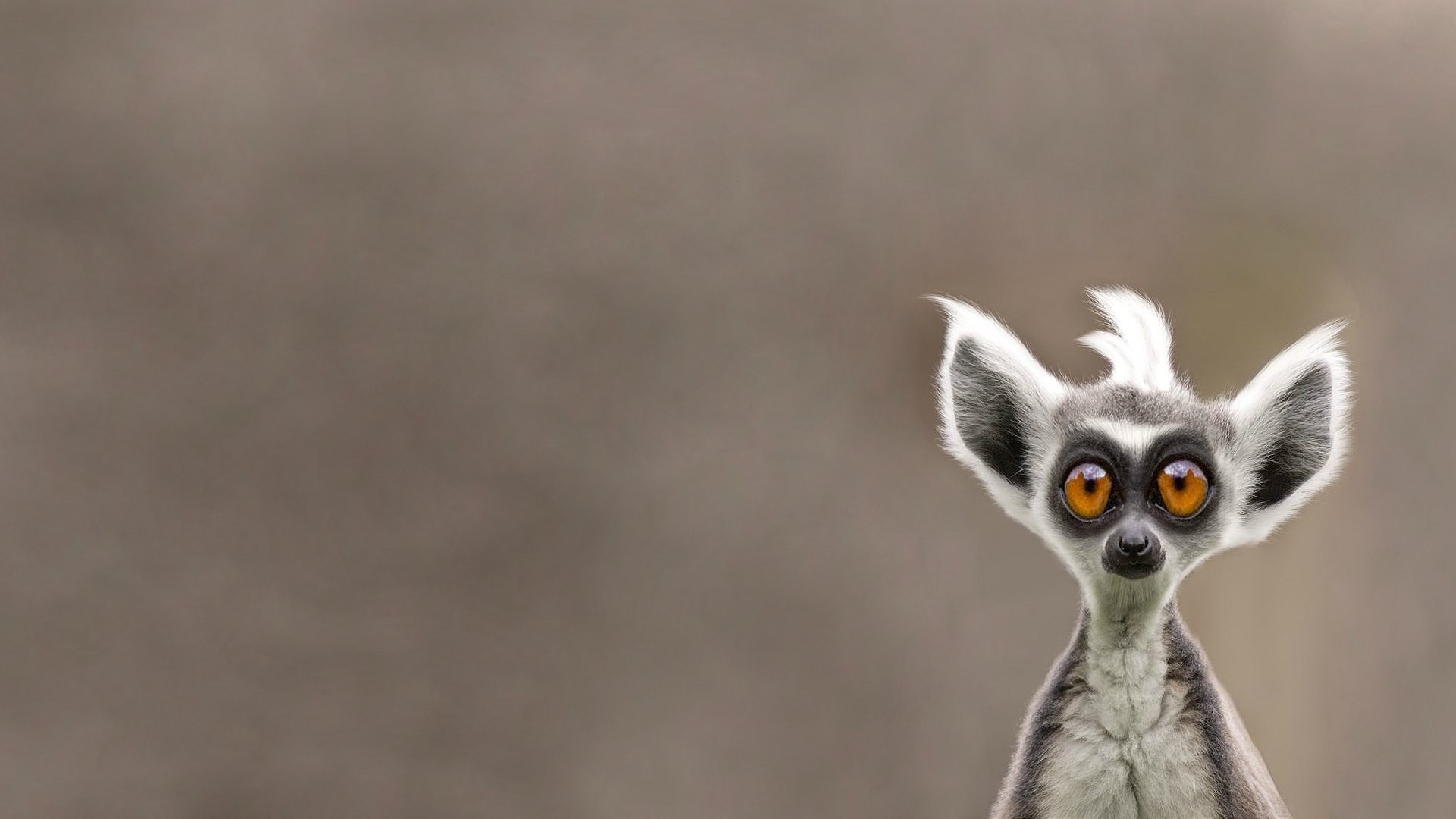 Lemurs Animals 1920x1080