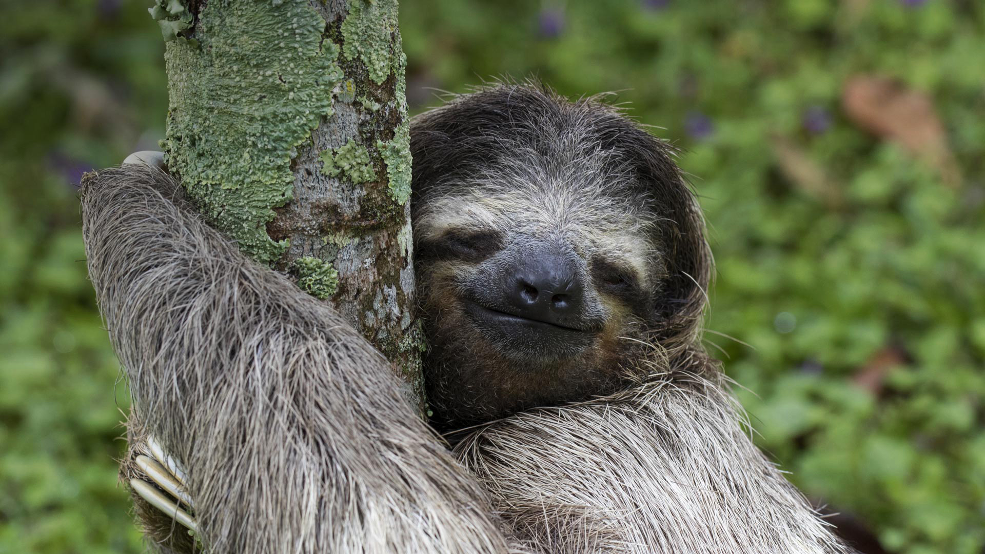 Sloth Animal Smile 1920x1080
