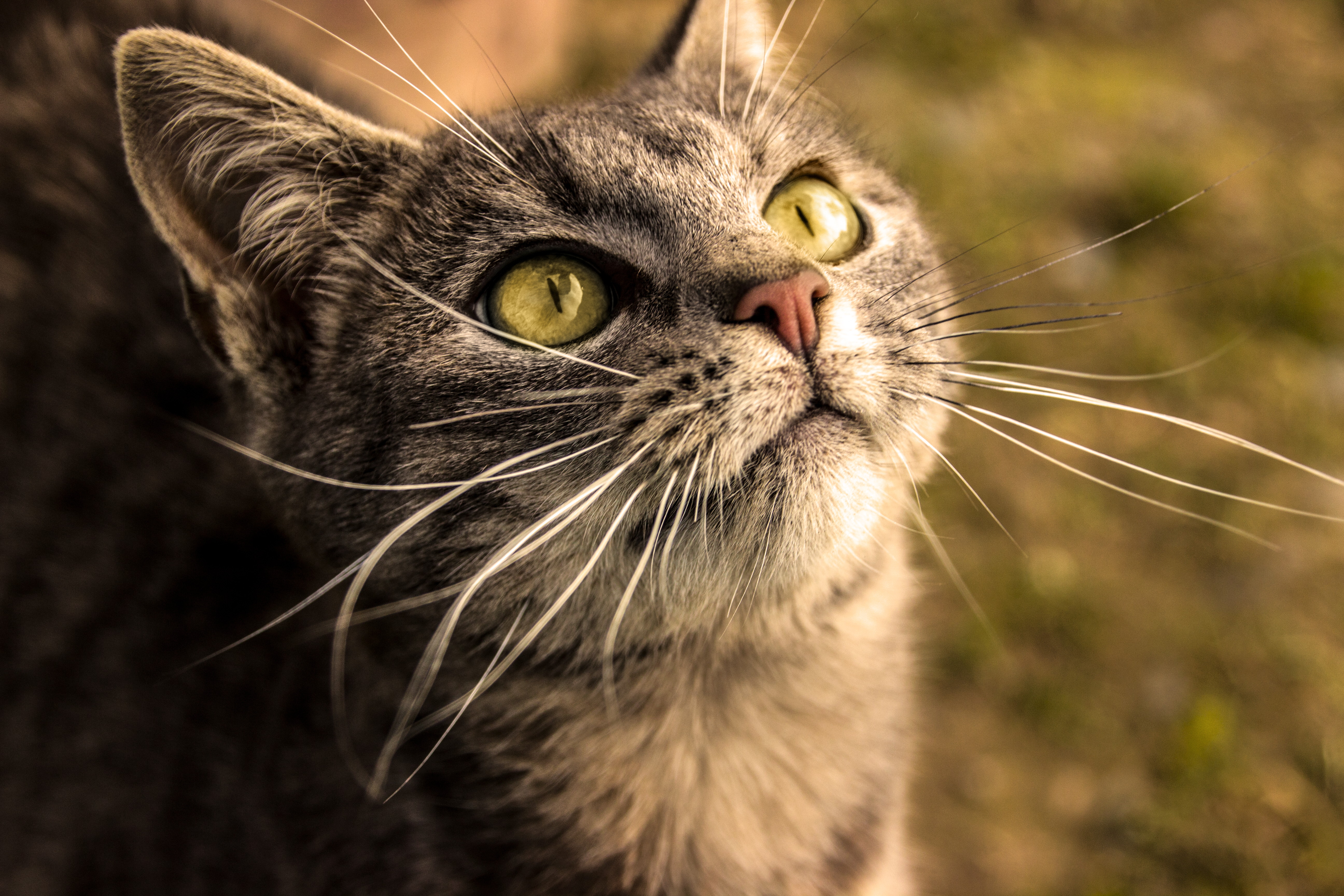 Cats Cat Eyes Animals Yellow Eyes Grass Nose 5184x3456