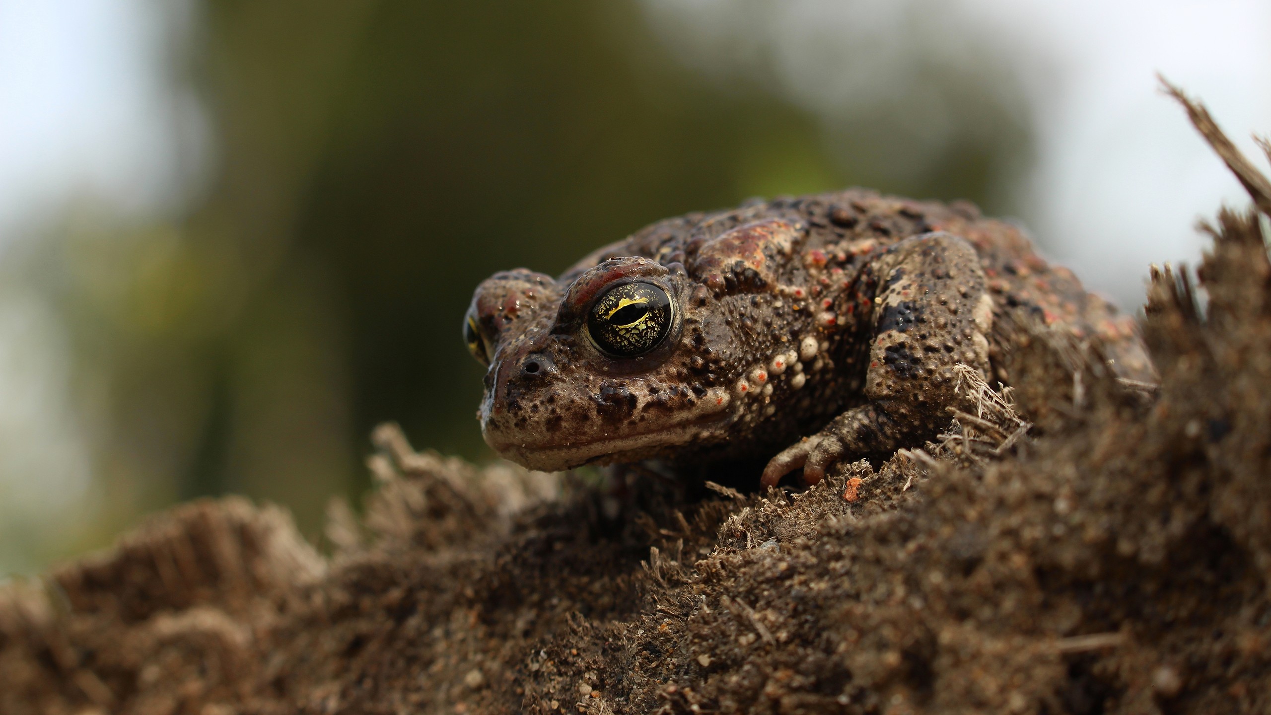 Macro Animals Amphibian Toad 2560x1440