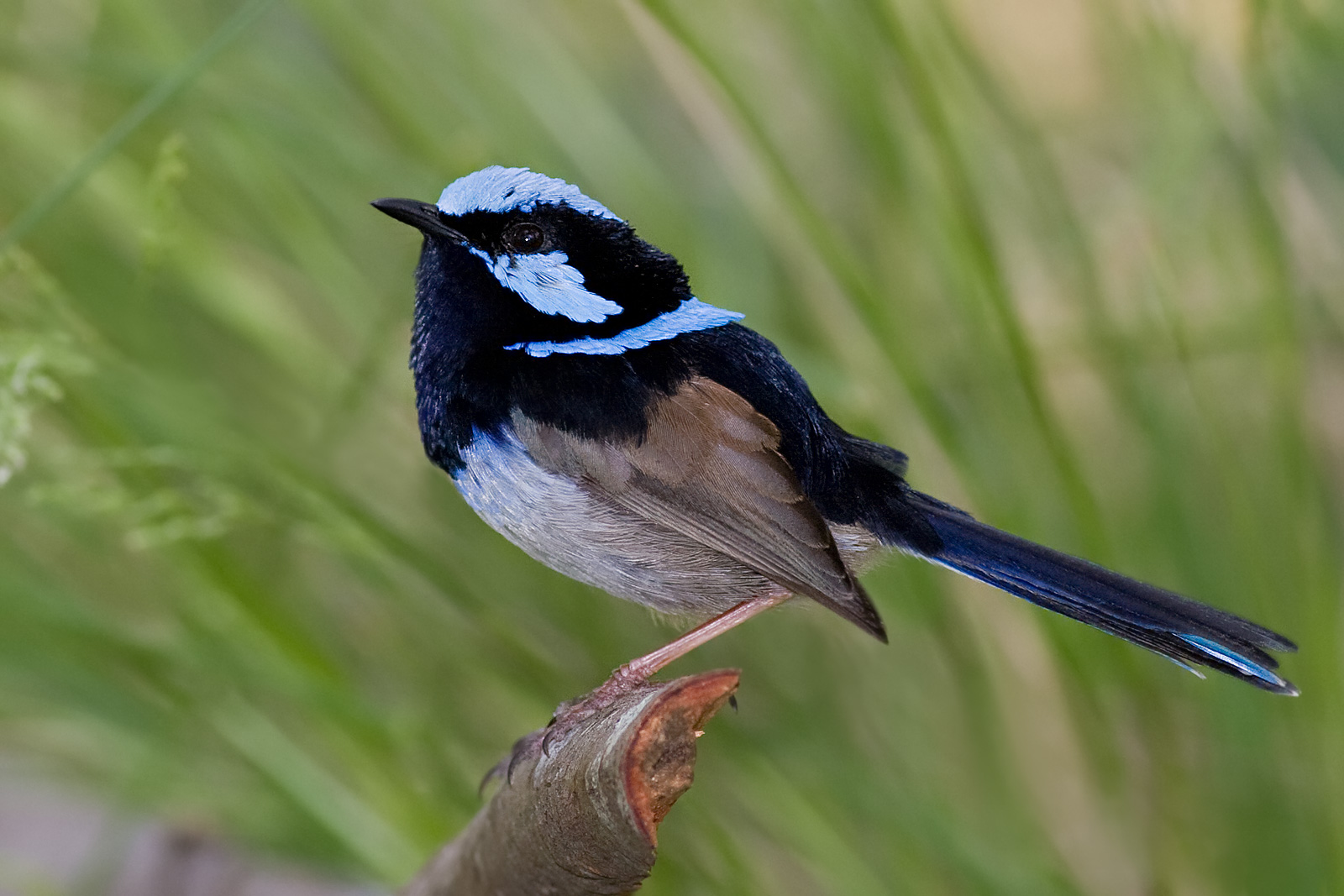 Wren 1600x1067