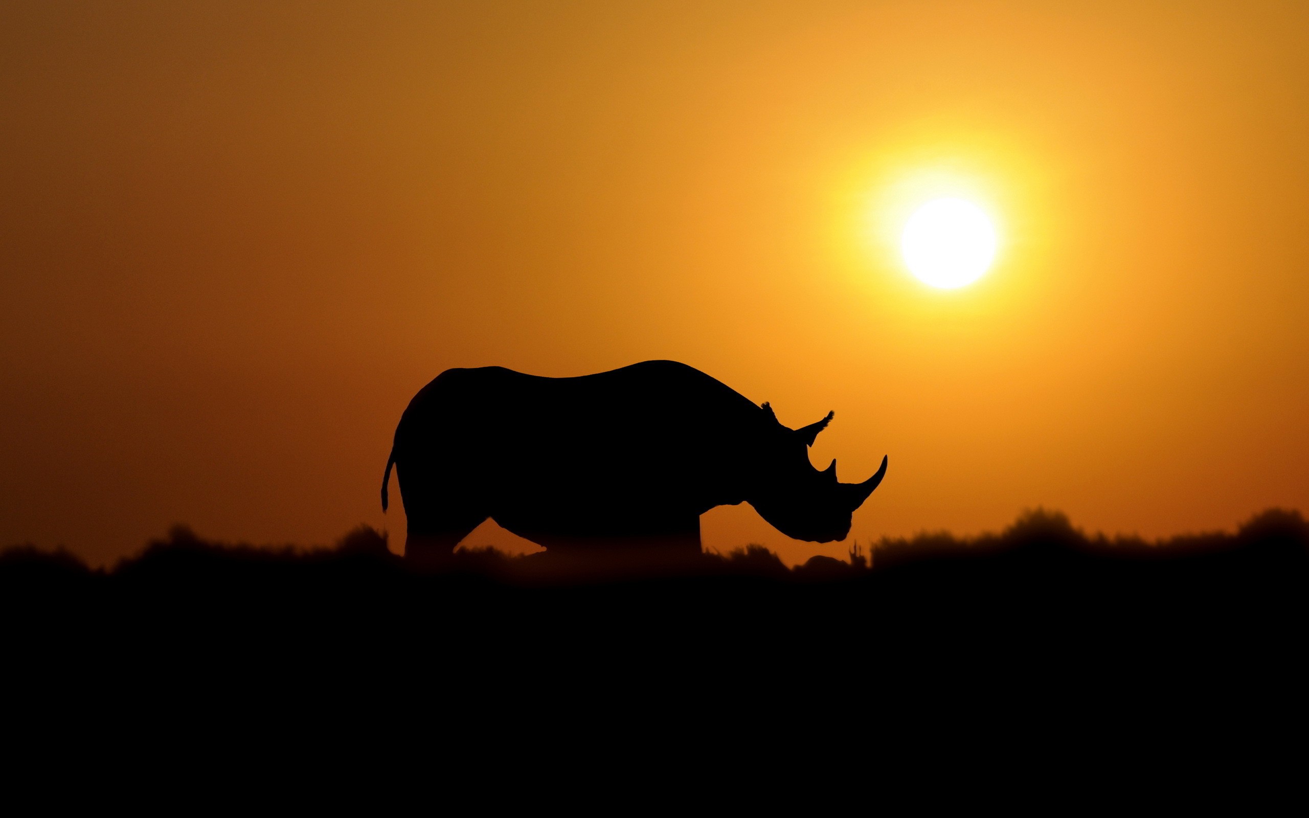 Rhino Sunset Sepia Outline Sun 2560x1600