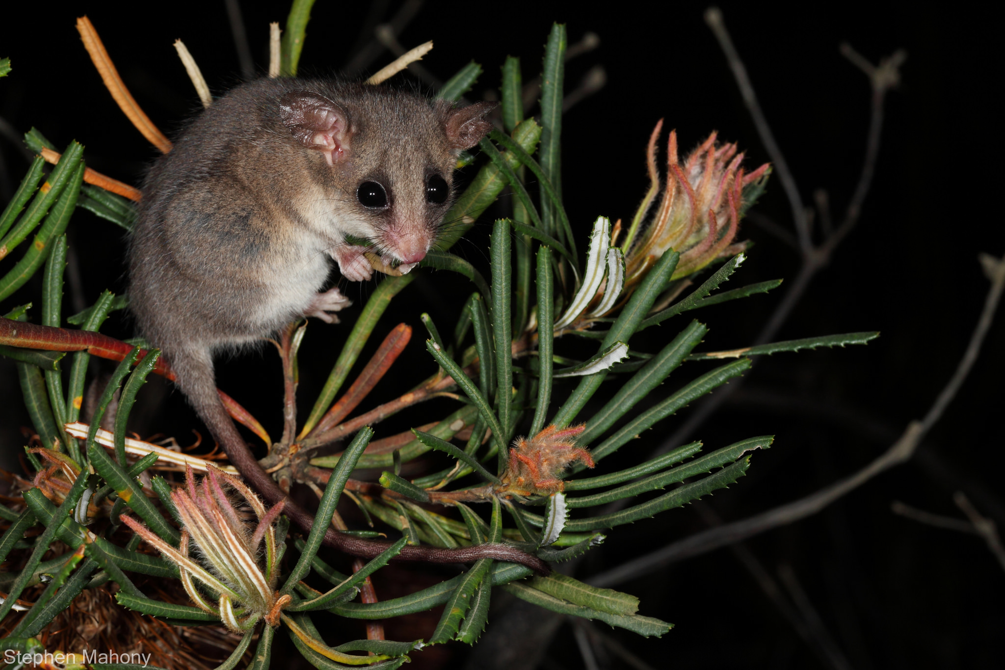 Brushtail Possum Marsupial Australia 2048x1365