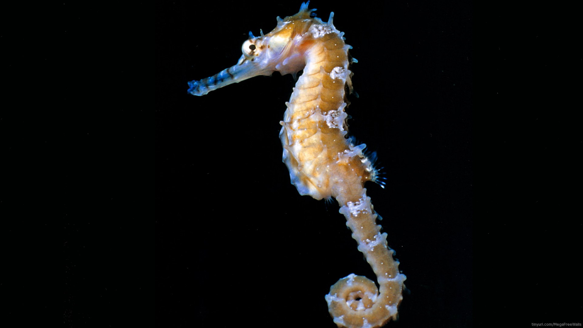 Fish Seahorse 1920x1080